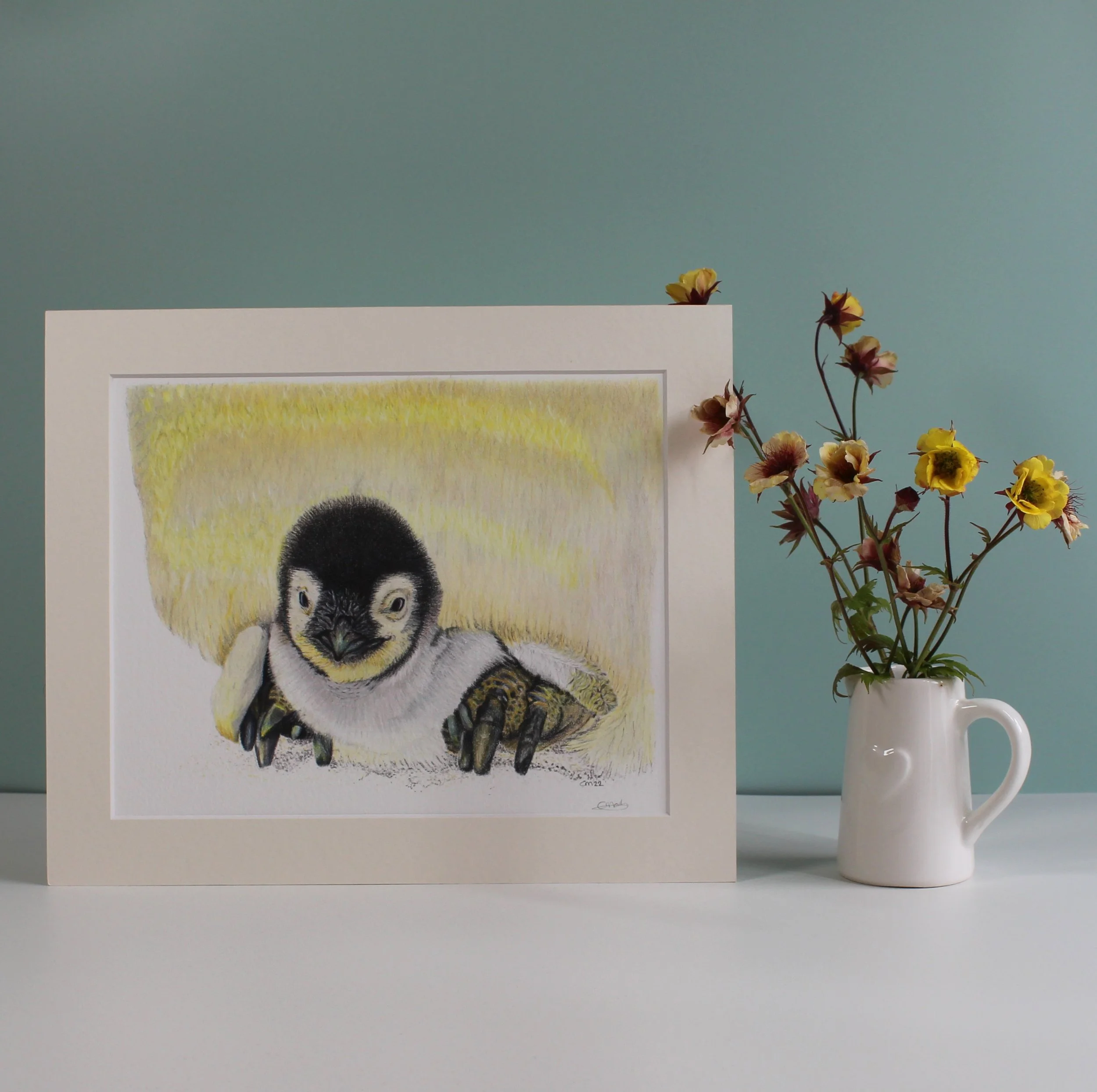 Penguin chick mounted fine art print.