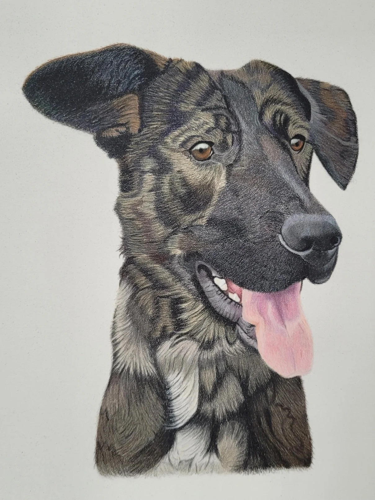 Rescue dog pet portrait
