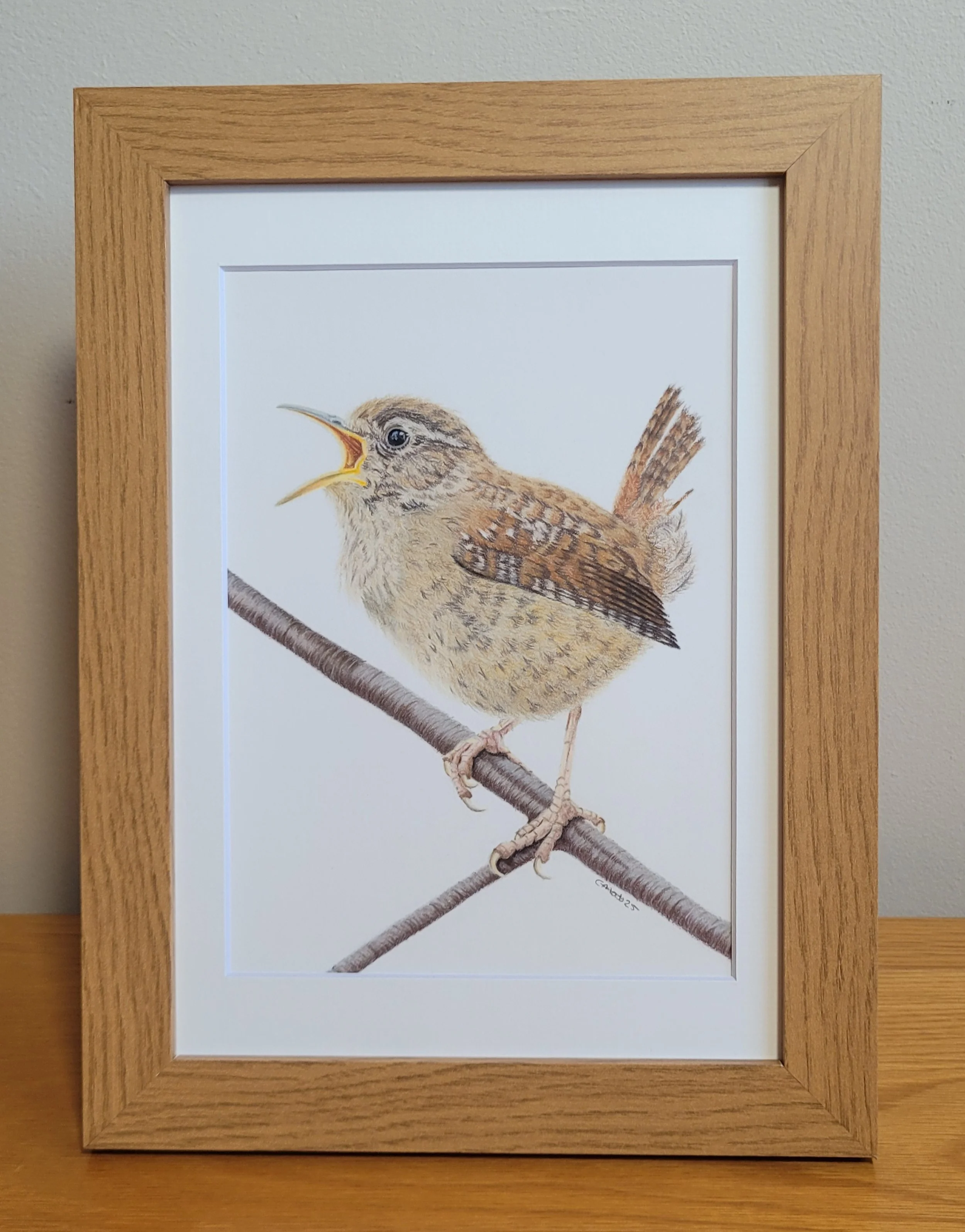 Original singing wren framed artwork.