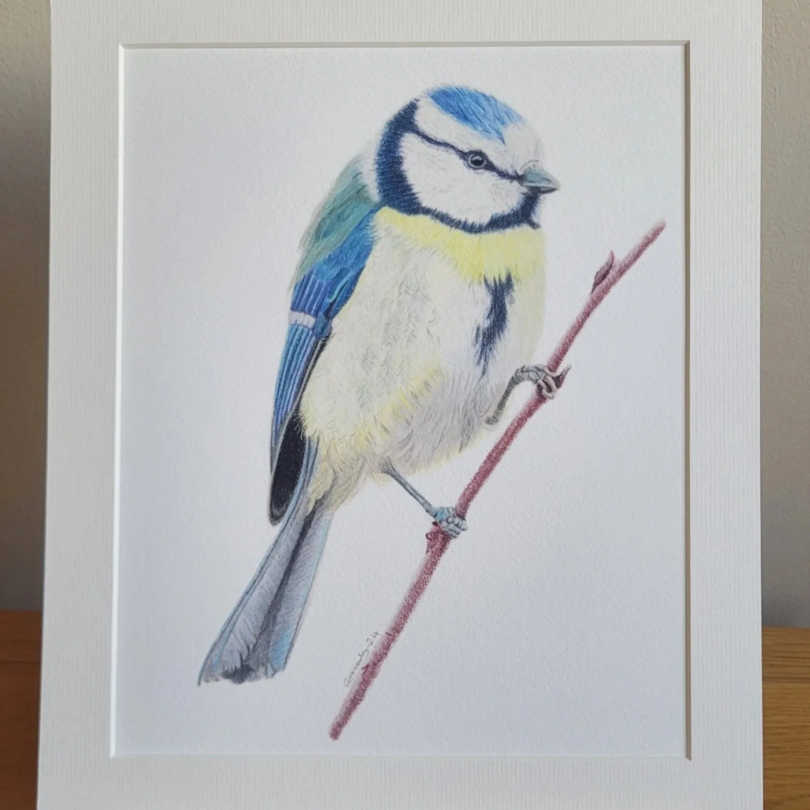 A close up of a blue tit fine art mounted print.