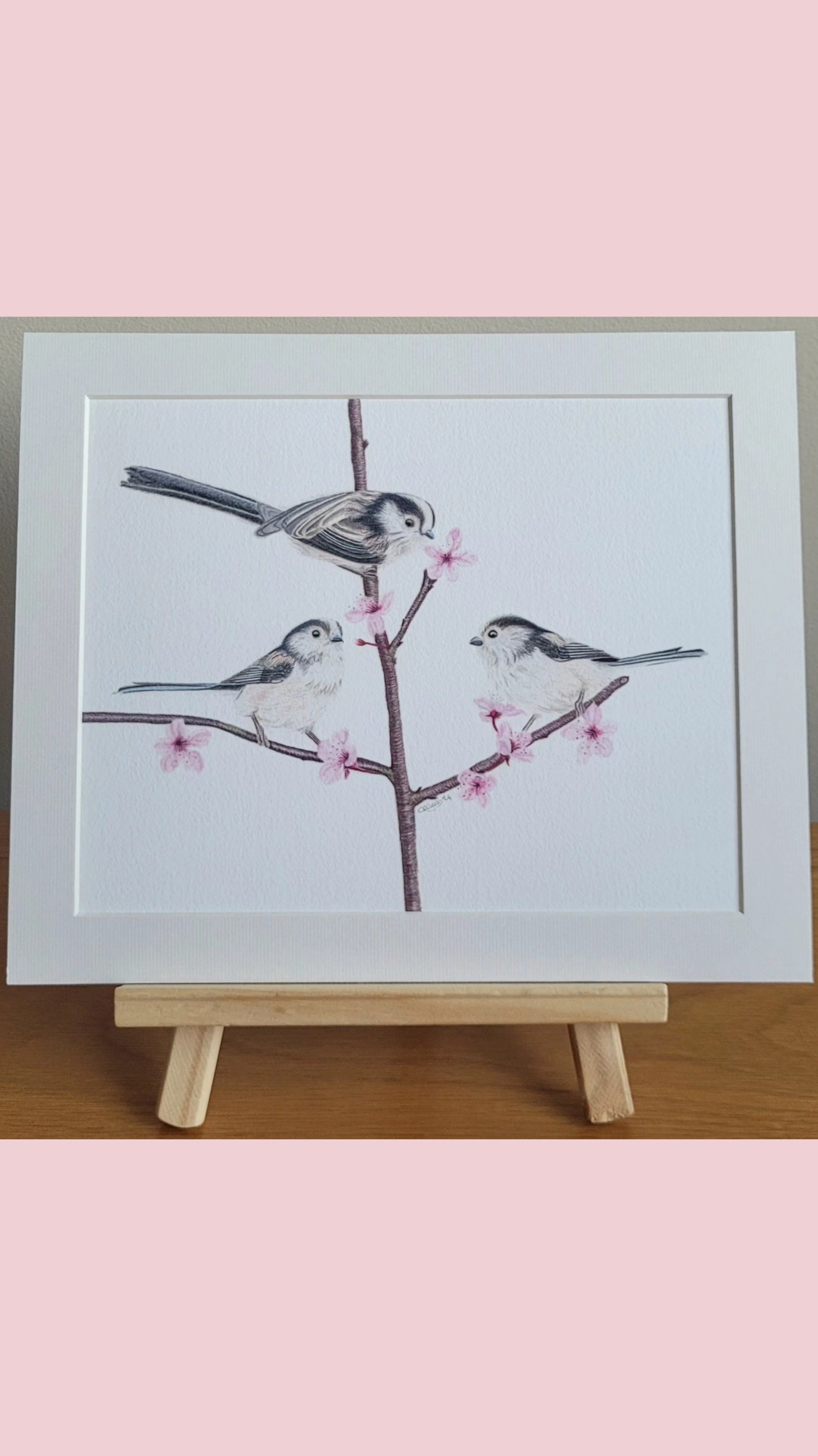 Long tailed tits amongst the cherry blossom fine art print (mounted and unframed)