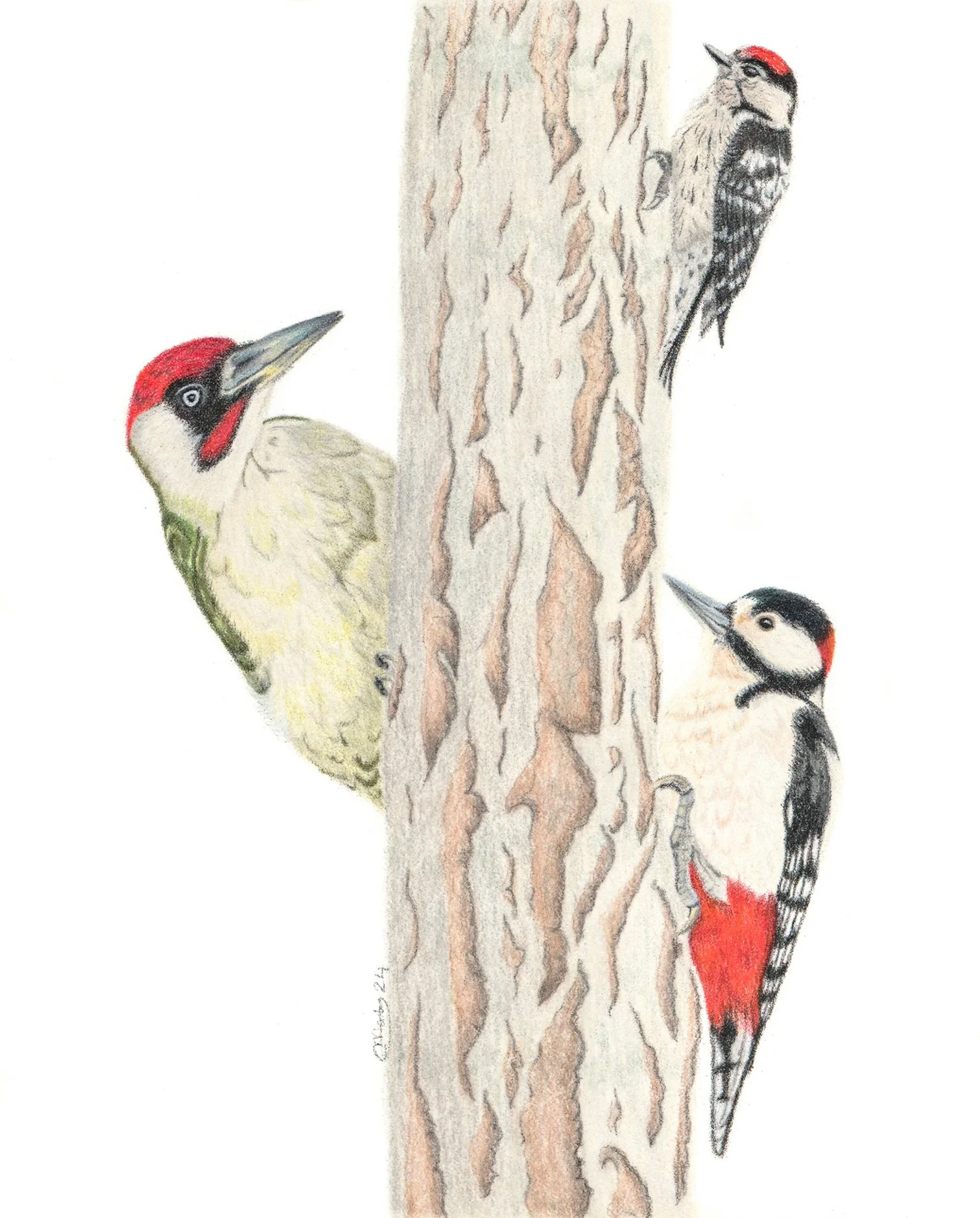 Trio of British woodpeckers