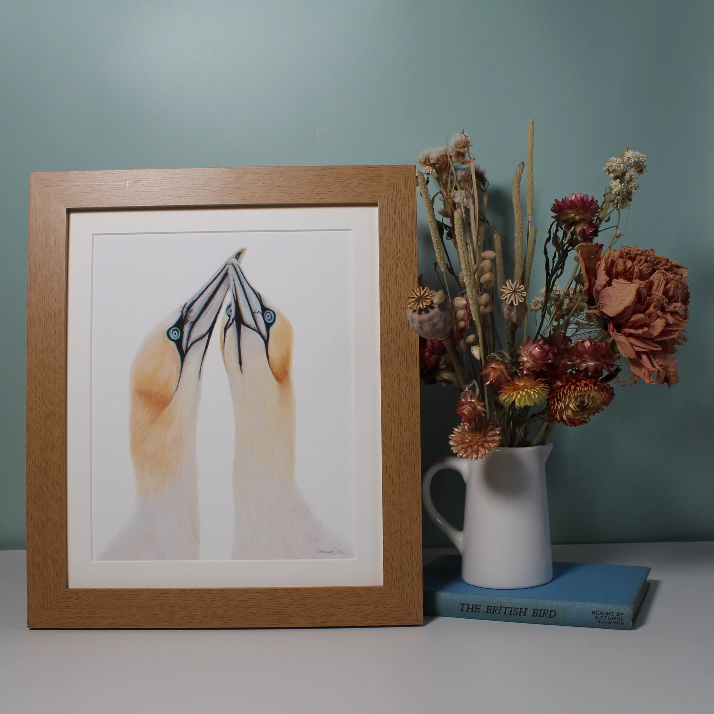 Gannets large framed fine art print
