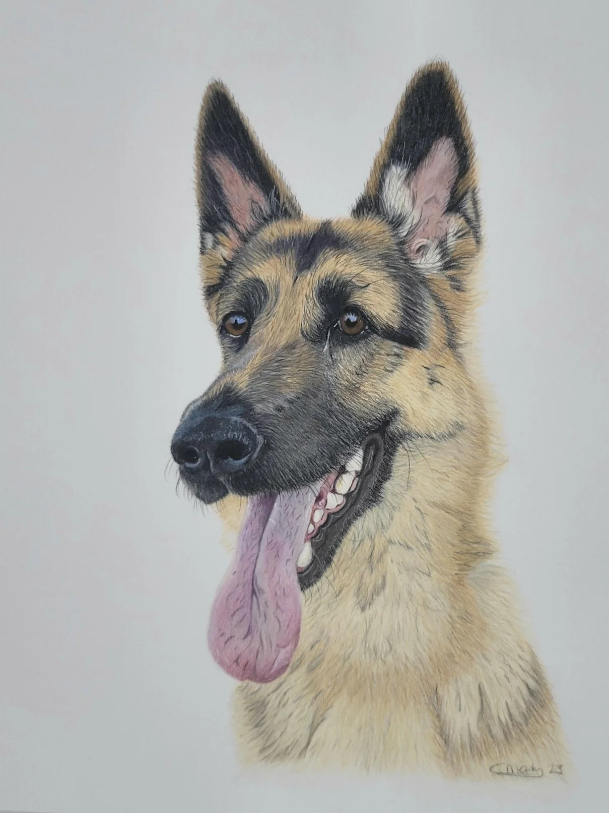 German shepherd coloured pencil drawing 