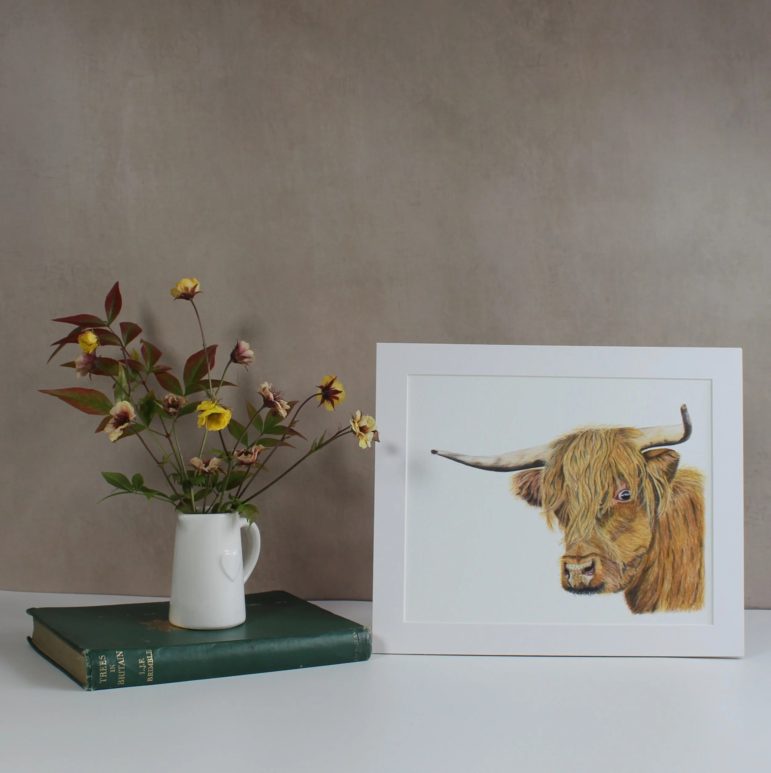 Highland cow fine art print (mounted and unframed)