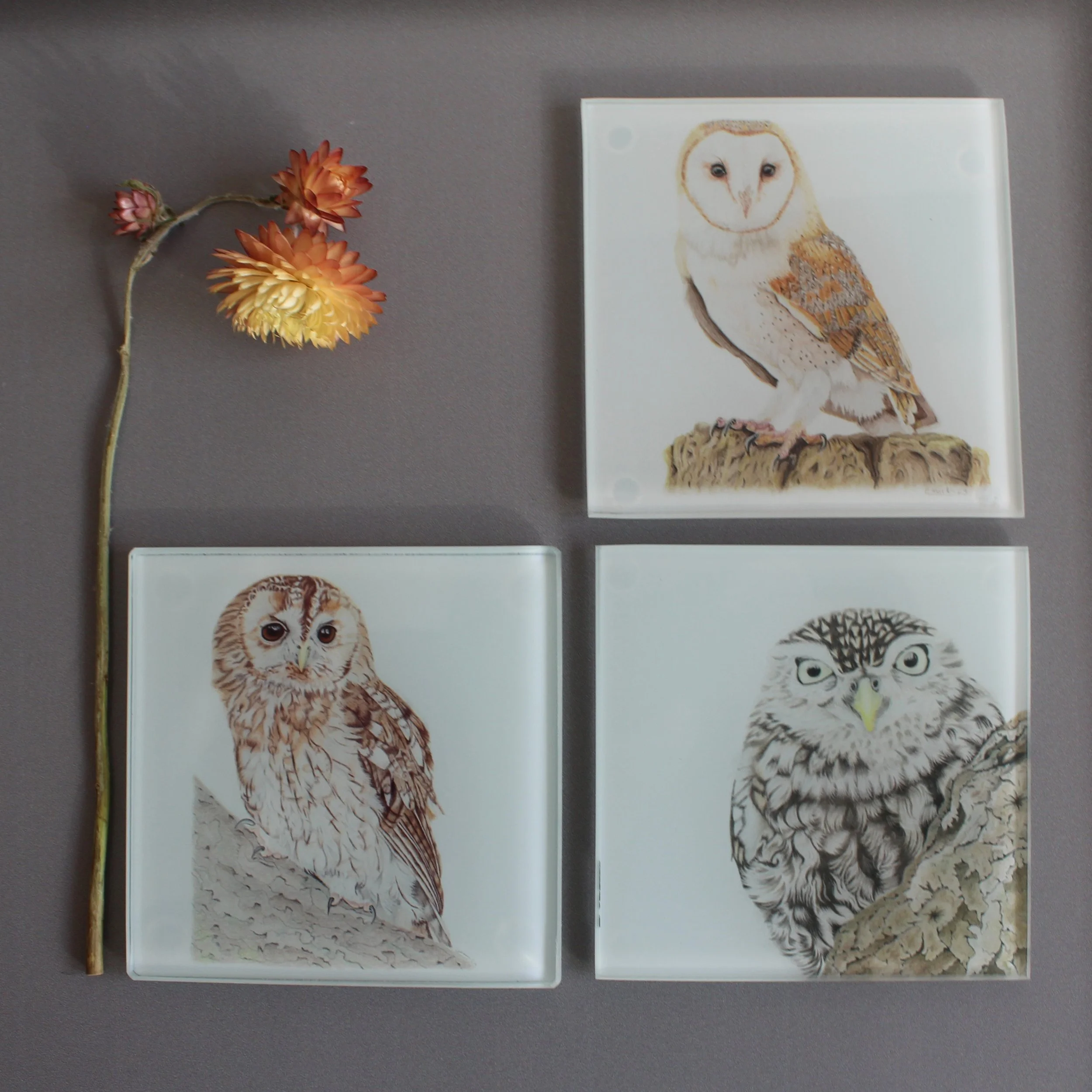 Tawny owl, barn owl and little owl glass coasters.