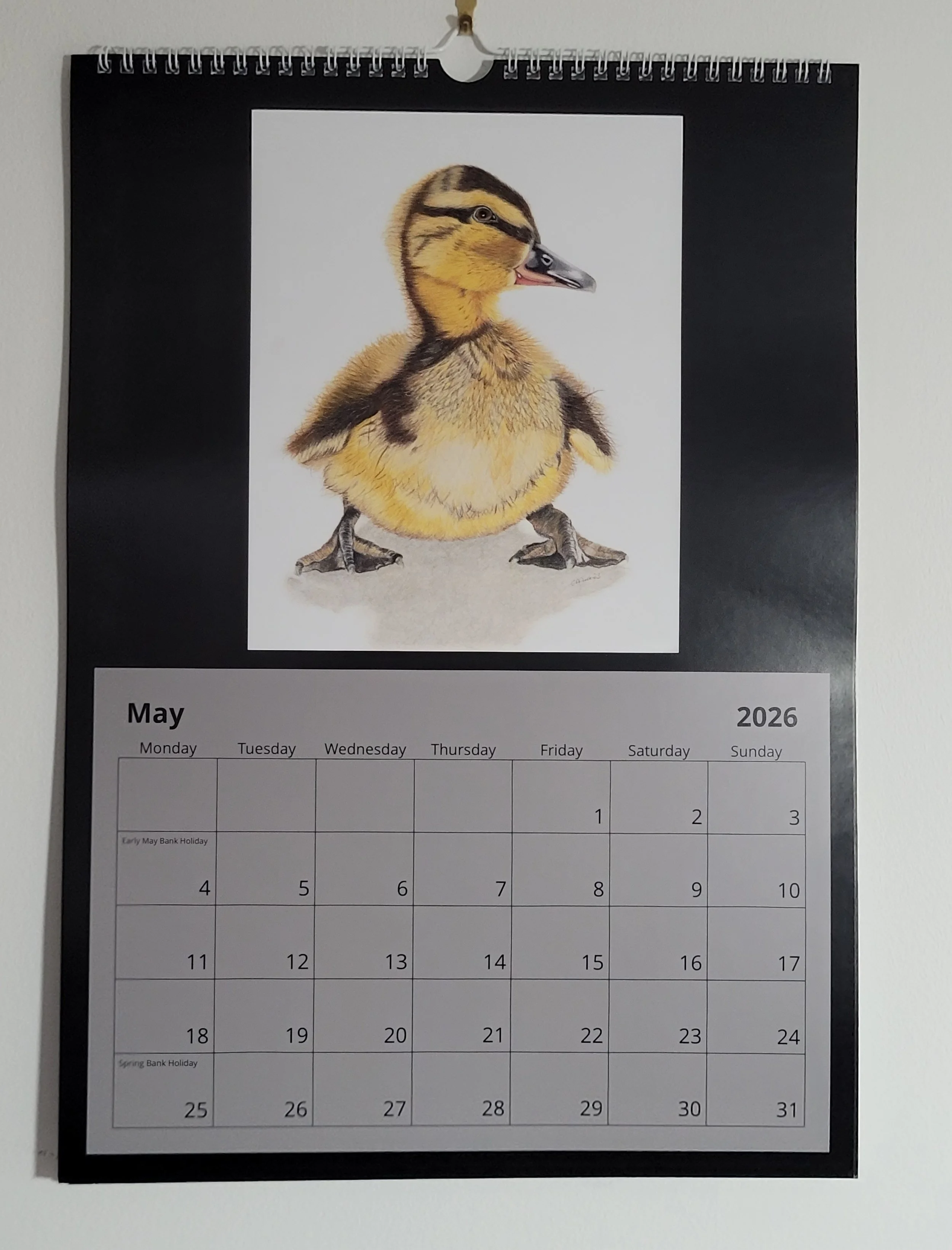 2026 British wildlife A3 wall calendar. A duckling drawing is on May.