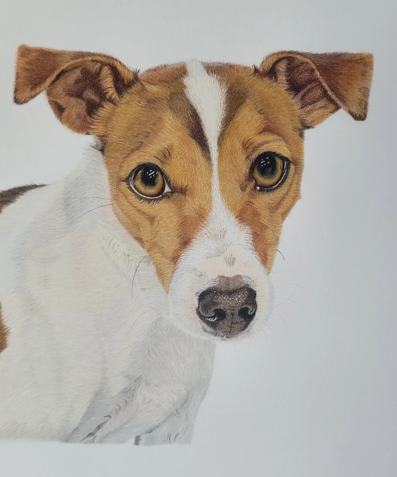 Jack Russell terrier dog pet portrait