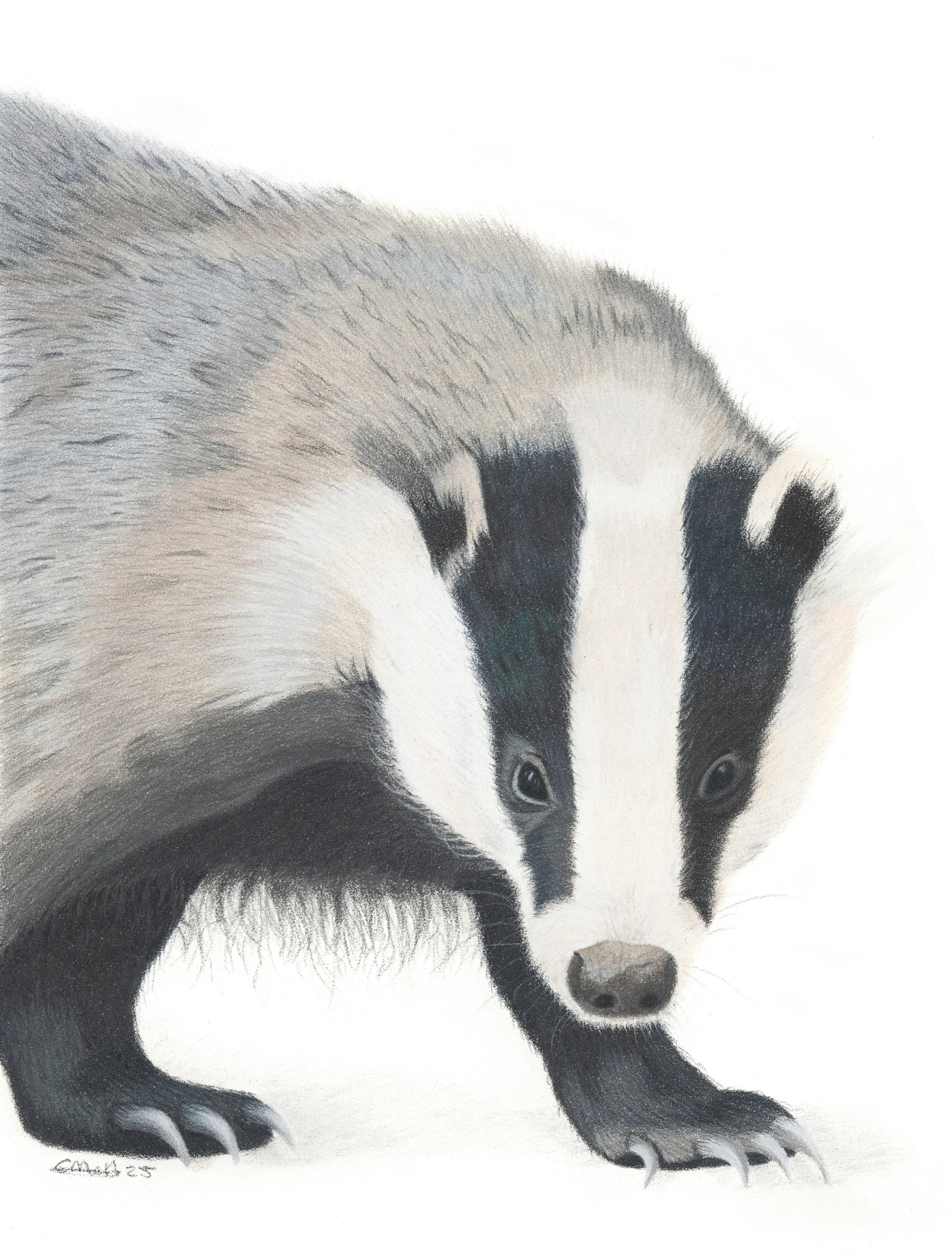 Badger drawing