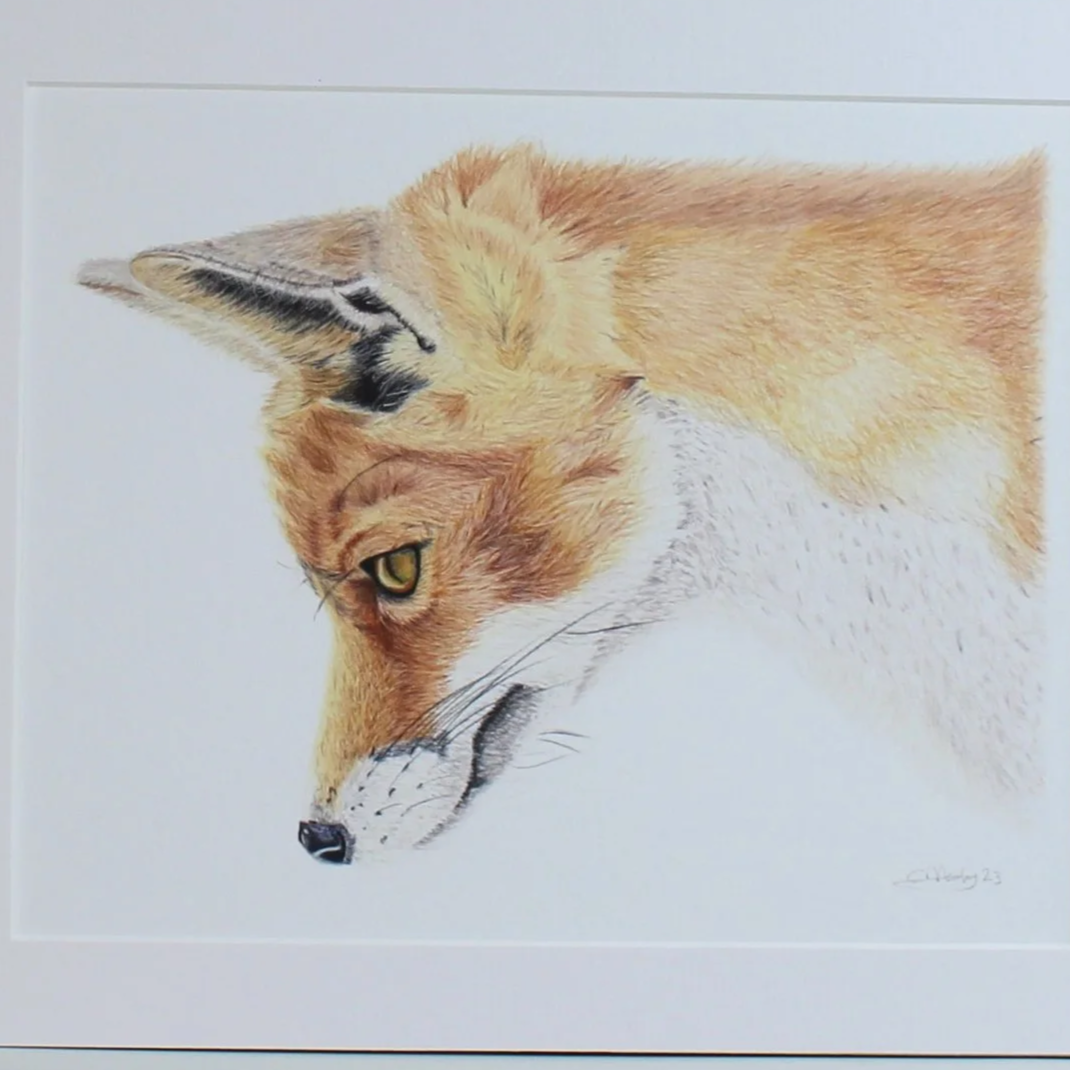A close up photo of a fox fine art mounted print.