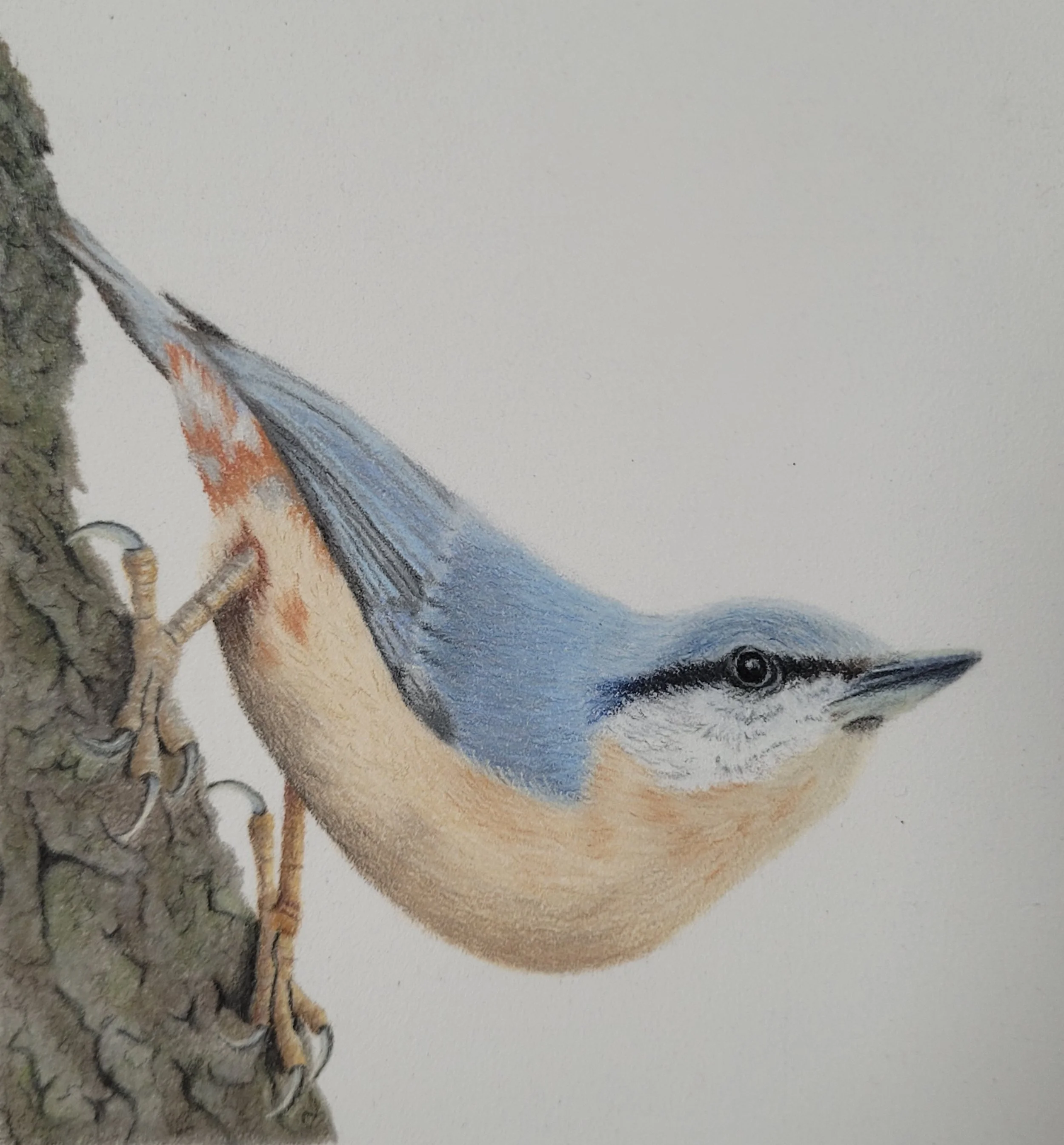 A drawing of a Nuthatch.