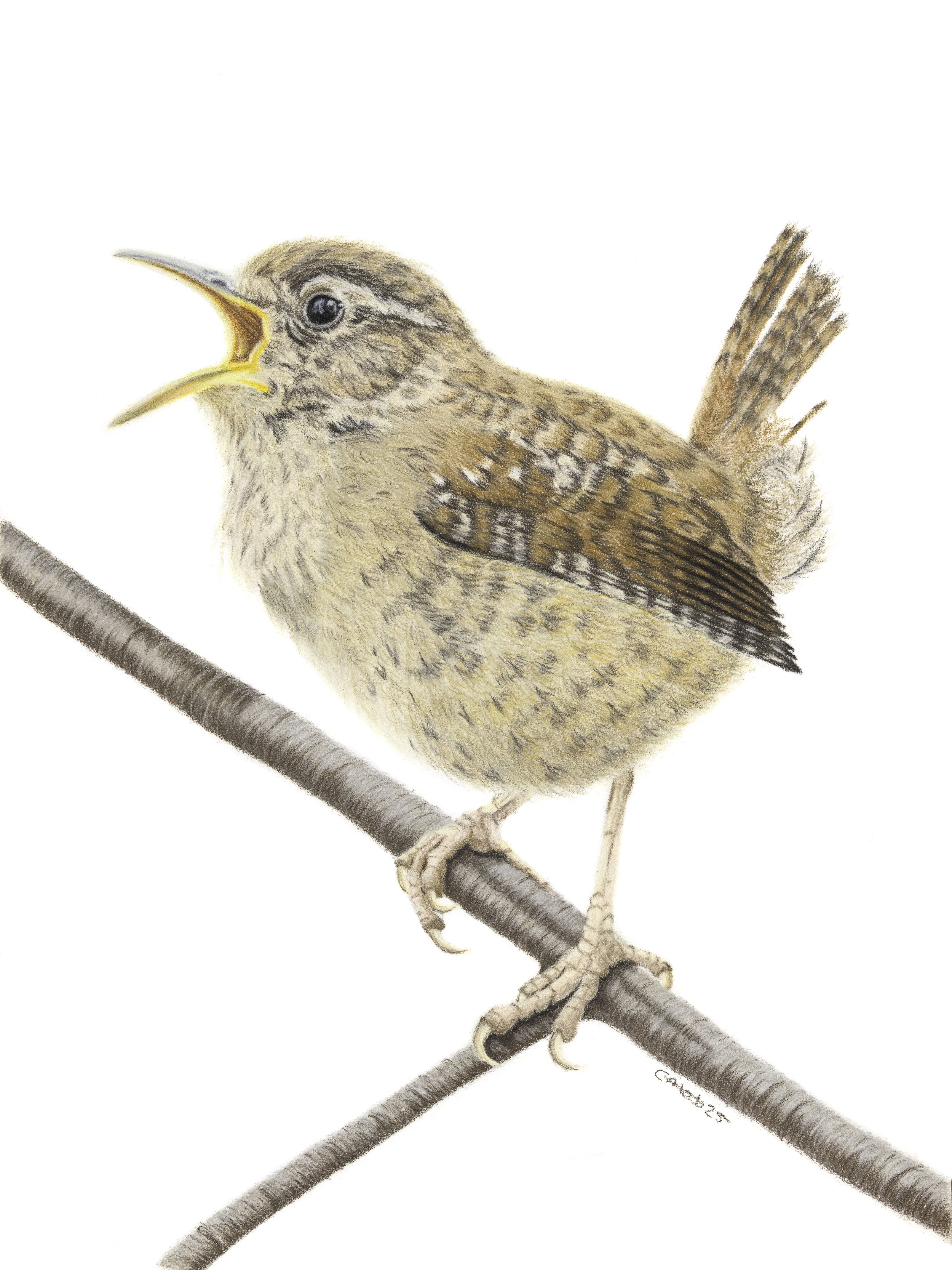 Singing wren drawing
