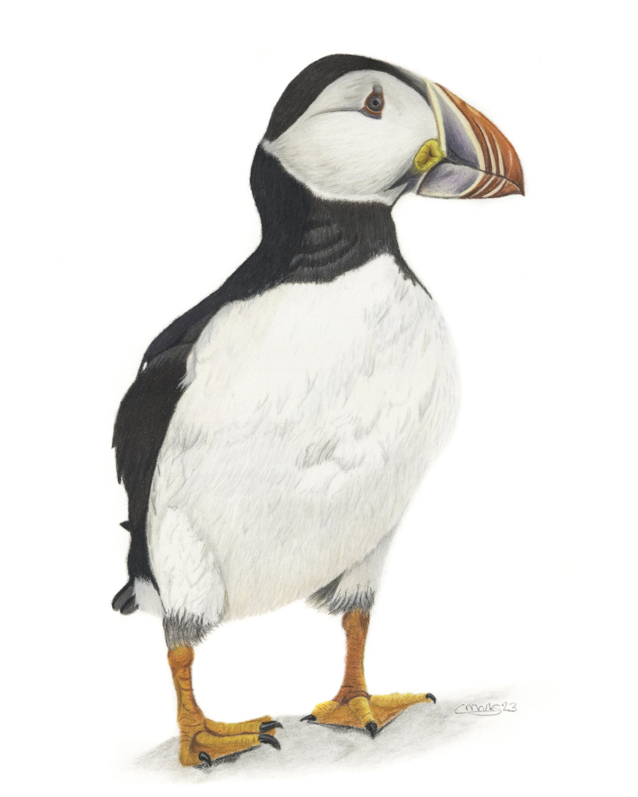 Puffin drawing