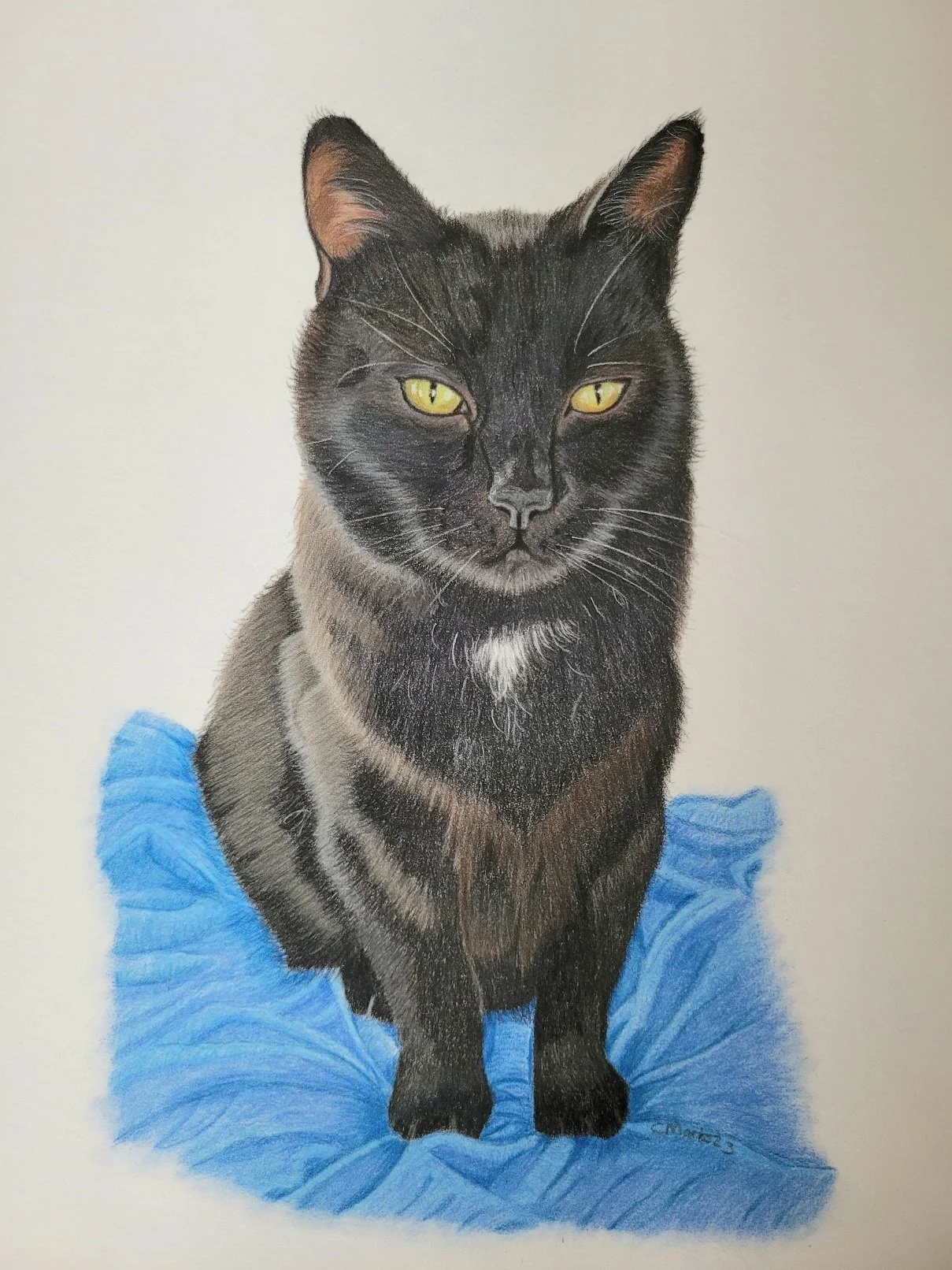 Black cat pet portrait