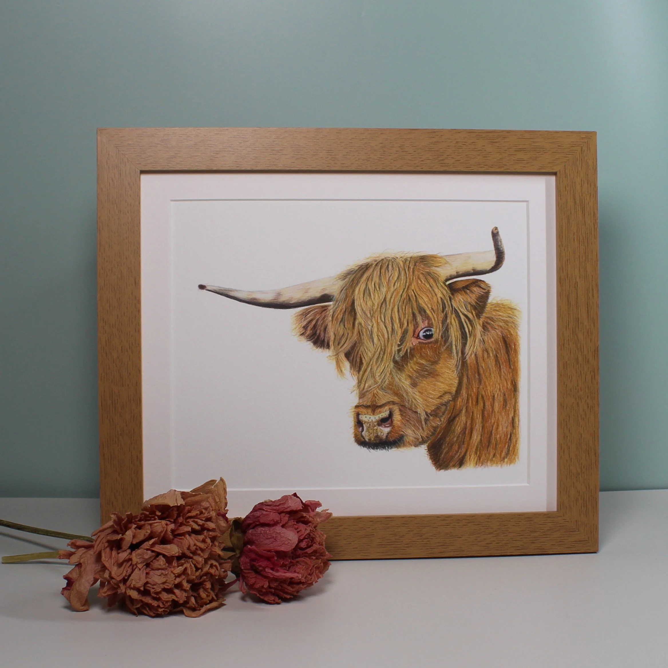 Highland cow large framed fine art print
