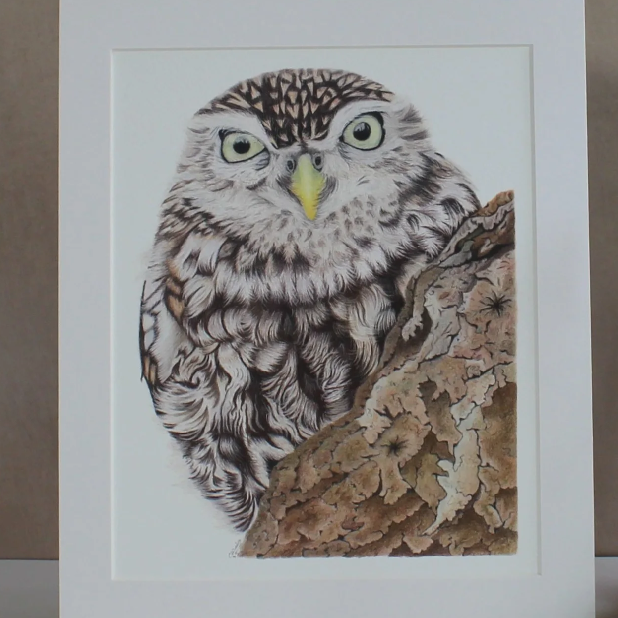 A close up photo of a little owl fine art, mounted print.