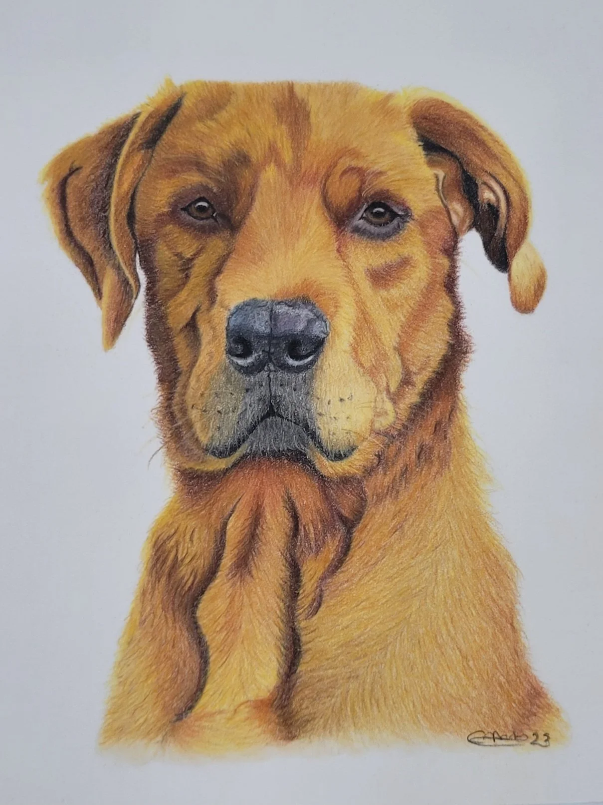 Fox red Labrador pet portrait