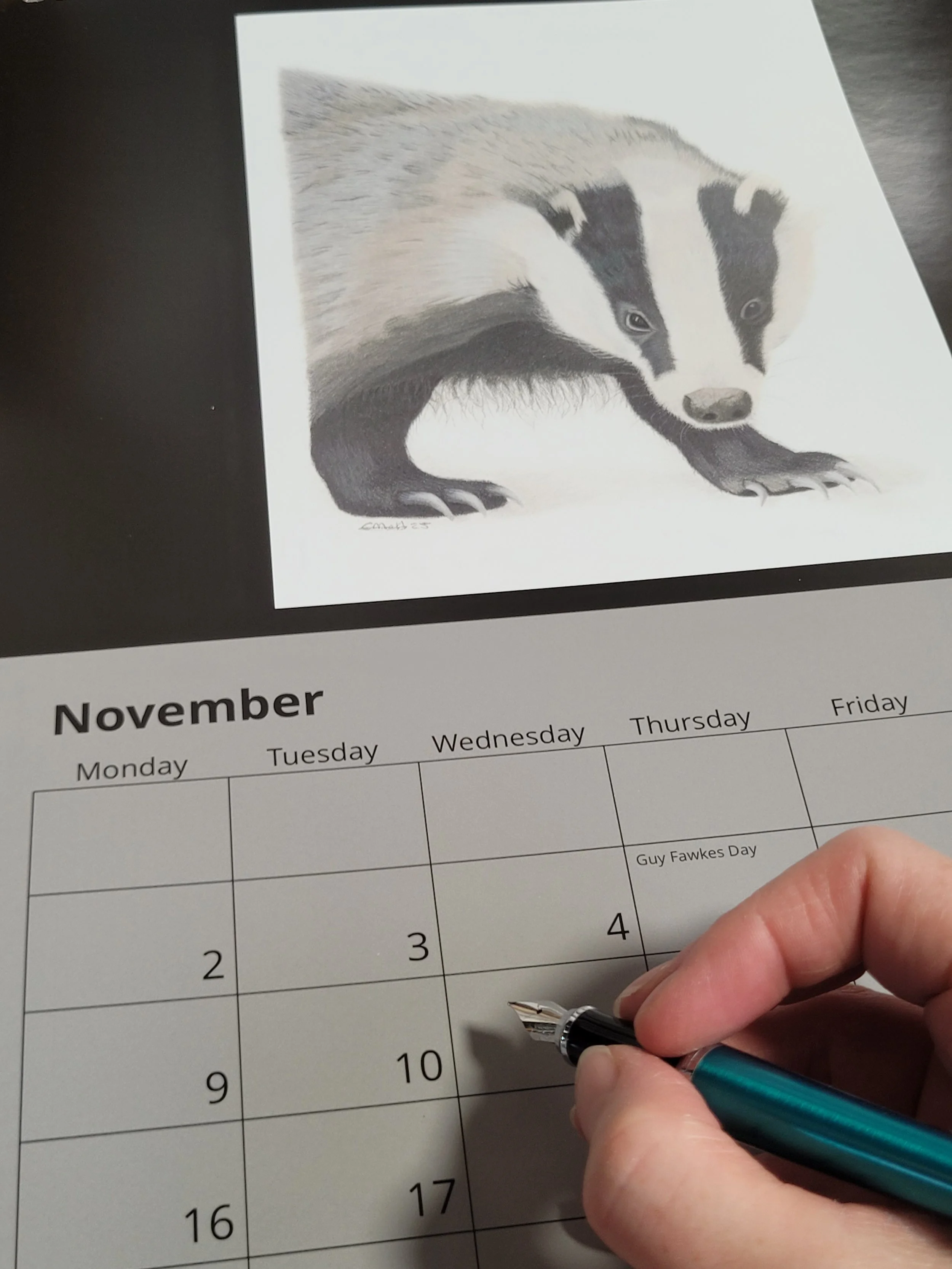 2026 British wildlife A3 wall calendar. This photo features a person writing on November which has a badger drawing.