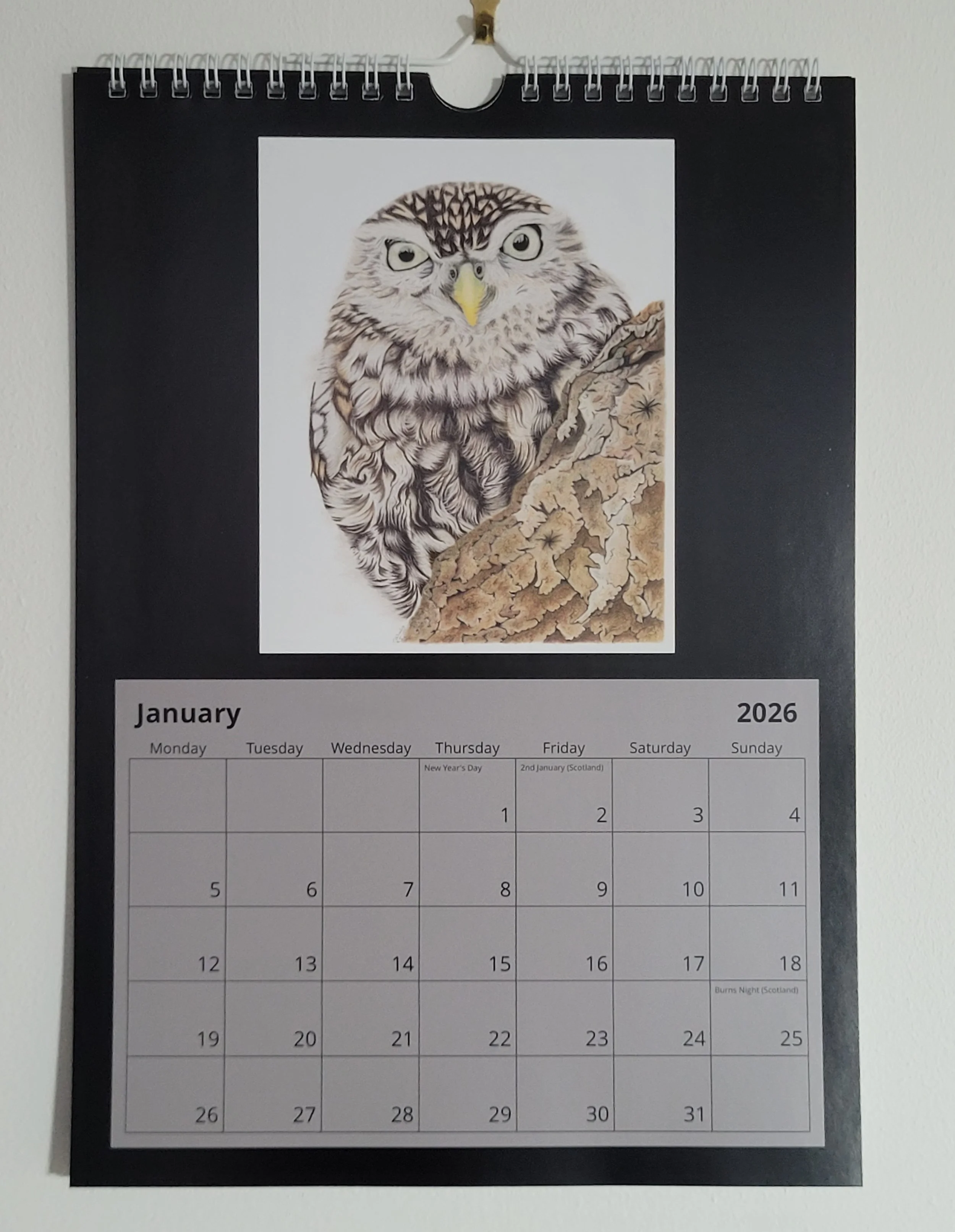 2026 wall calendar with British wildlife artwork. January features a little owl.