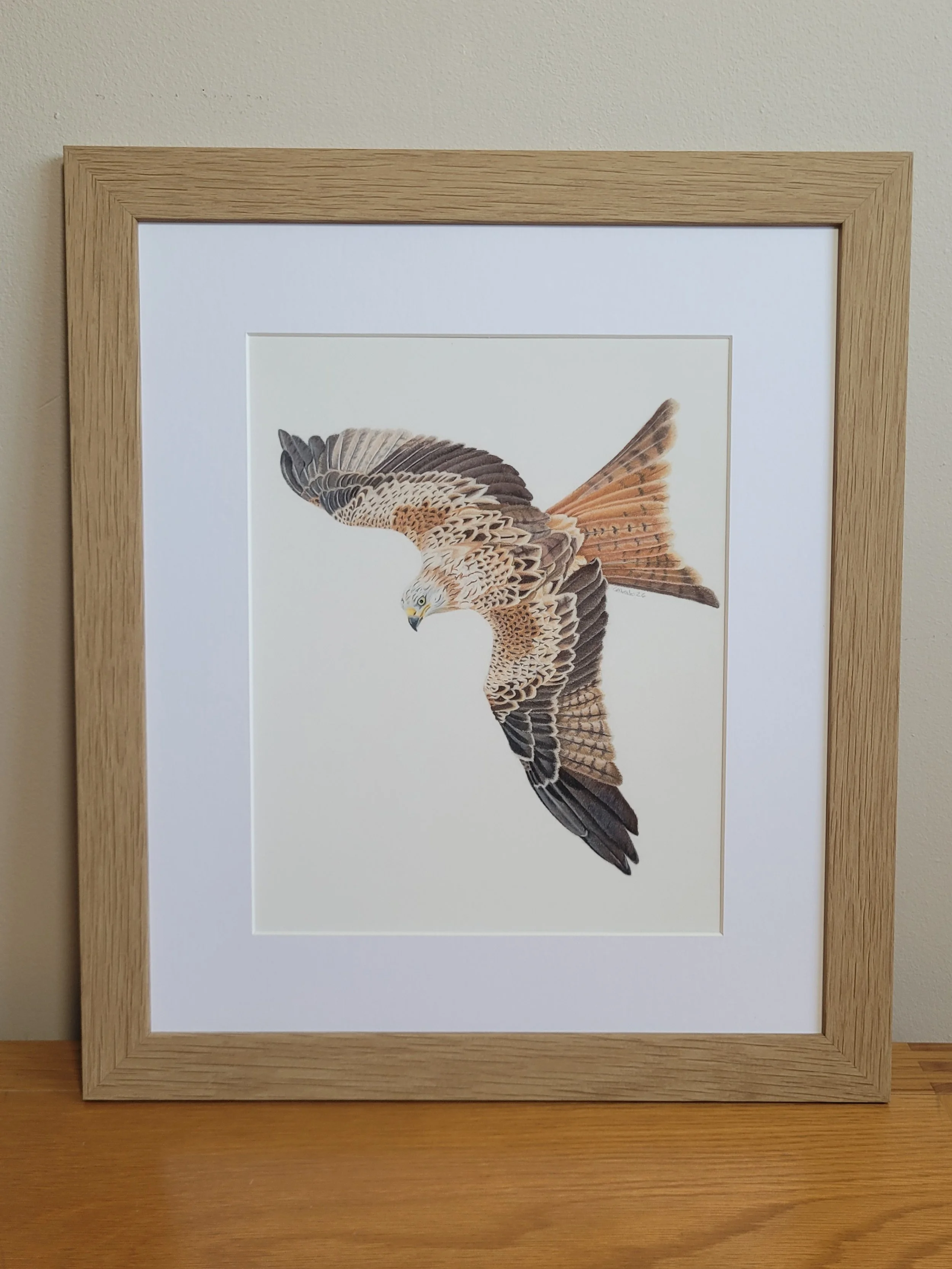 Framed red kite original artwork.