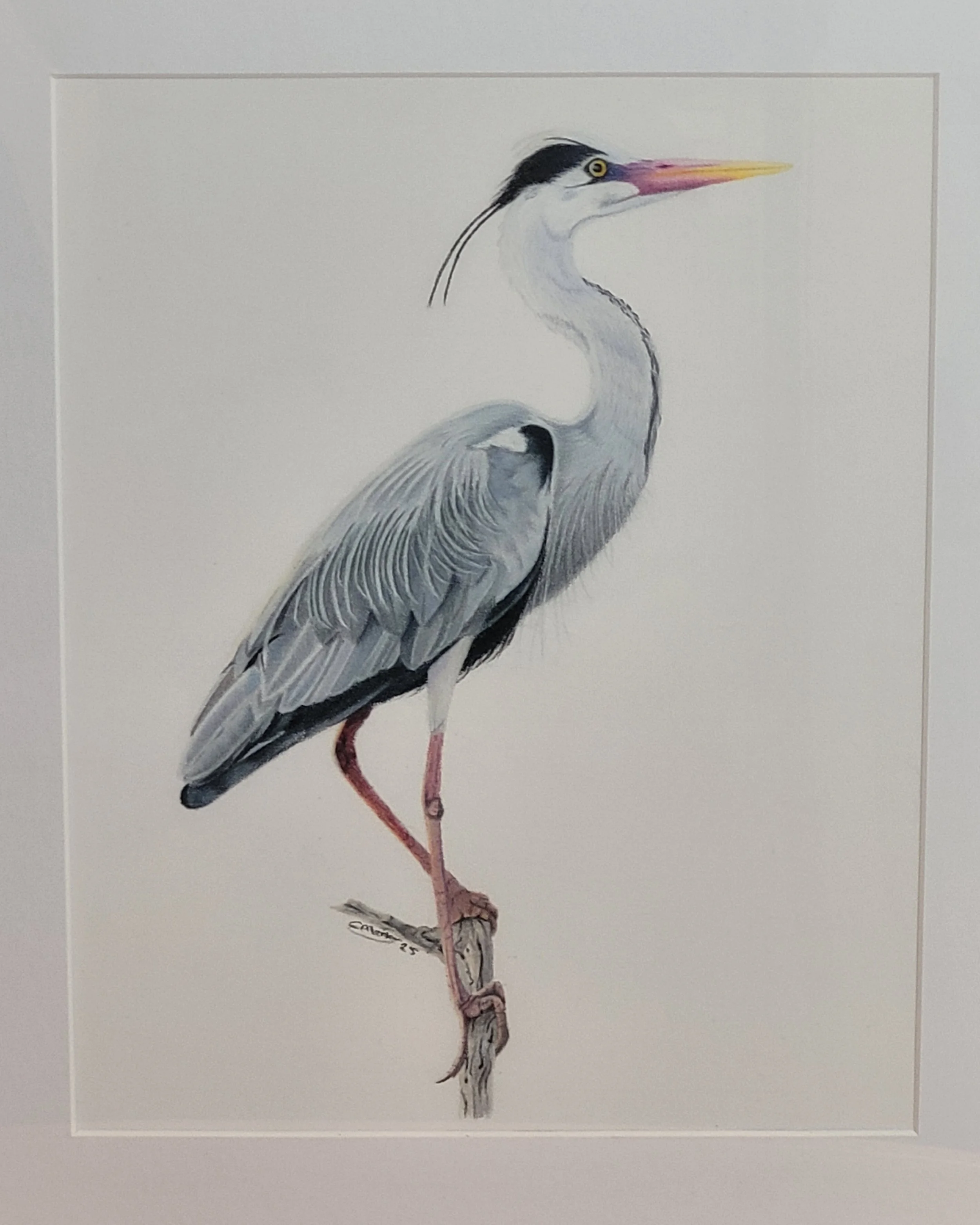 A close-up image of a grey heron original artwork.