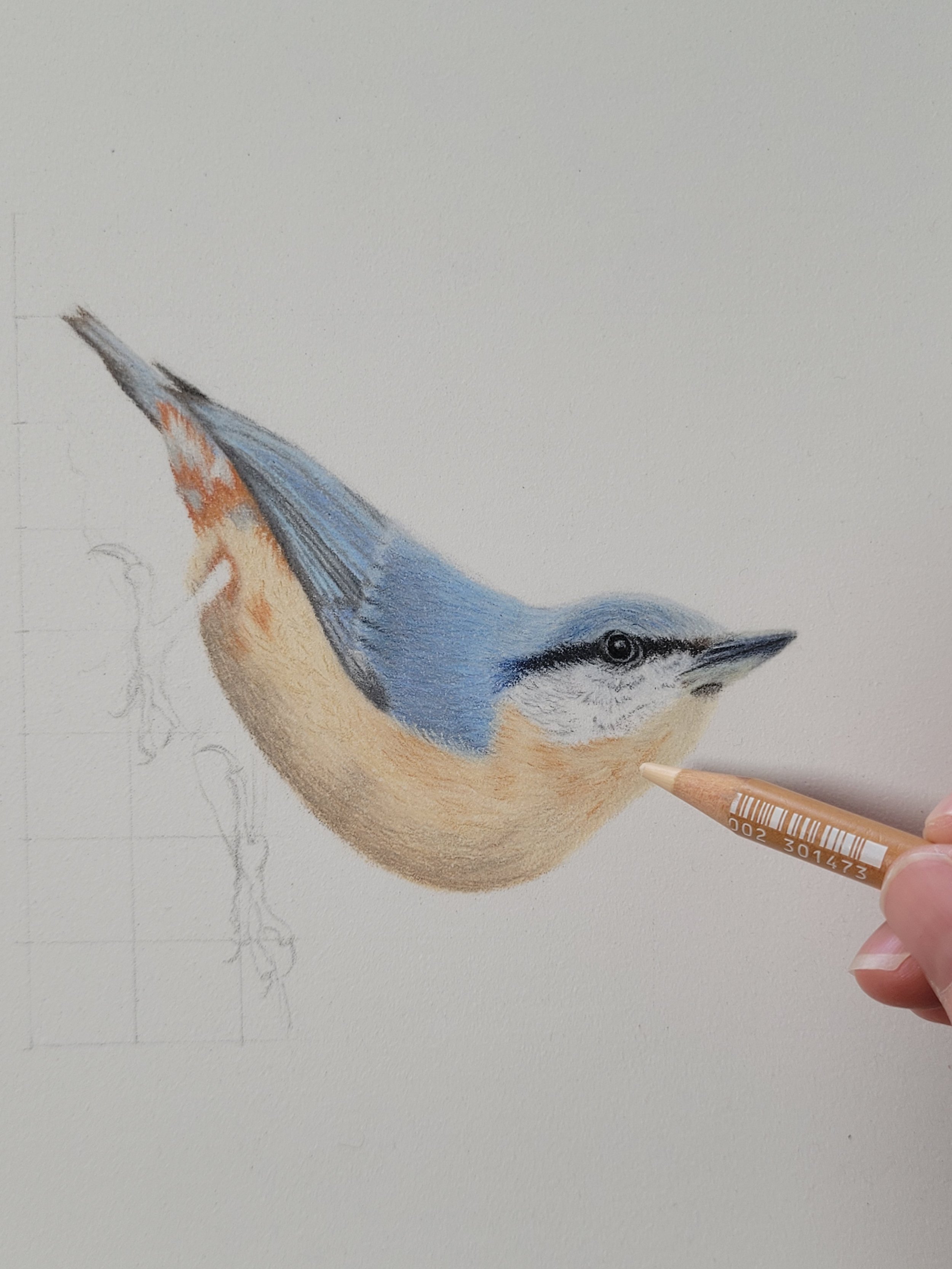 A work in progress photo of a nuthatch drawing