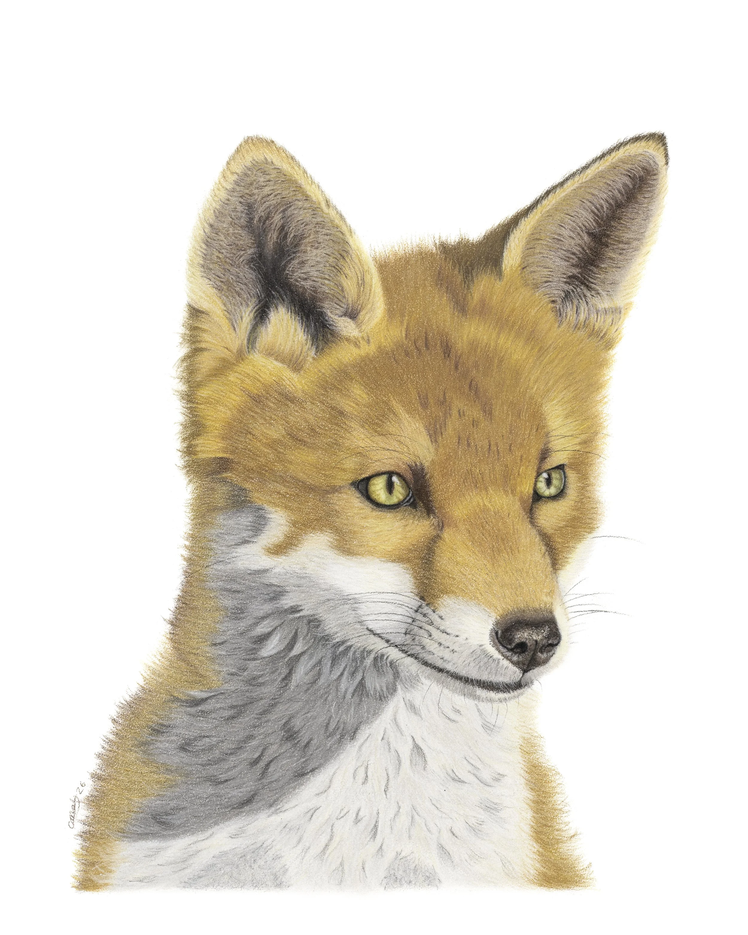 Gazing fox drawing
