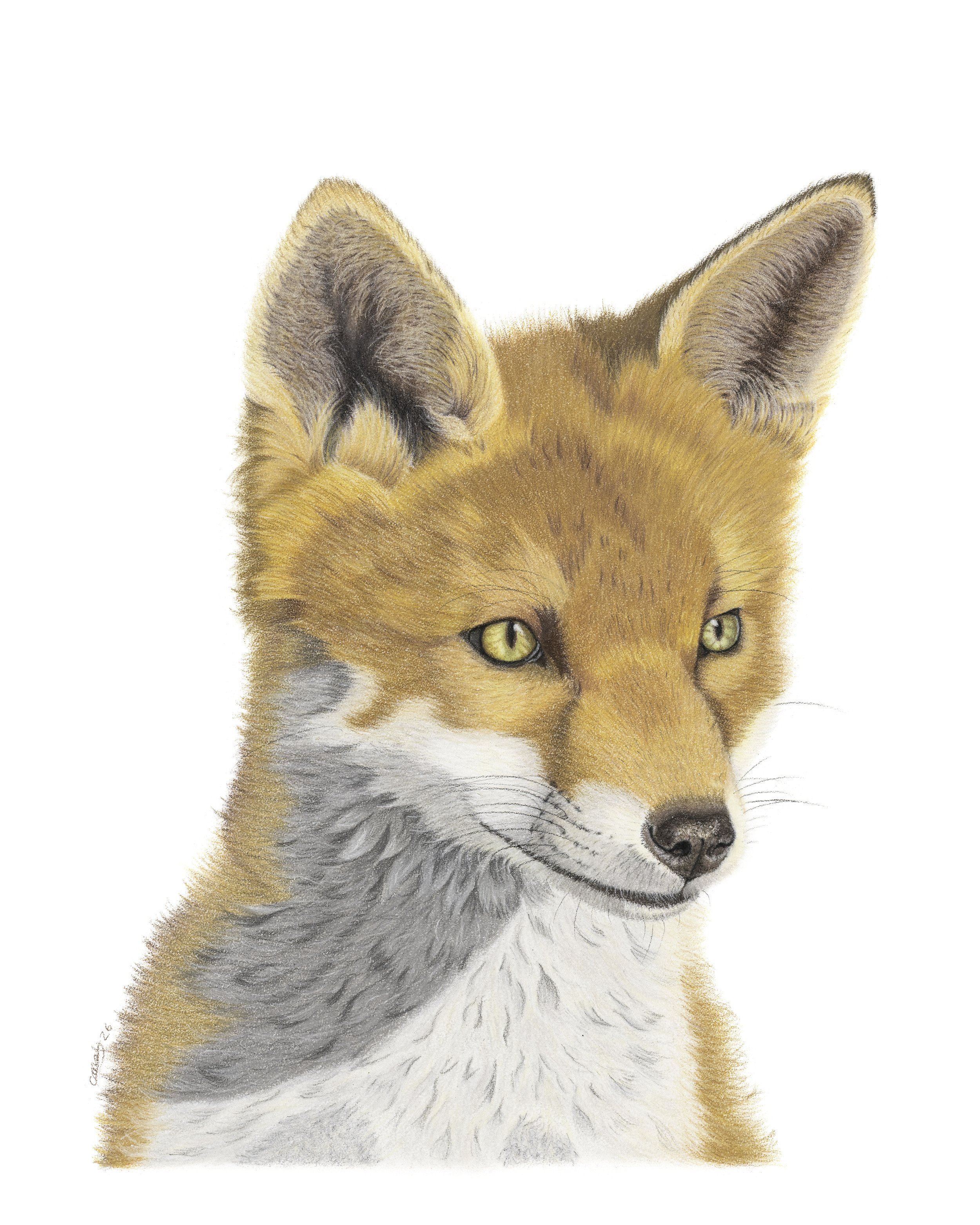 A drawing of a fox gazing into the distance/