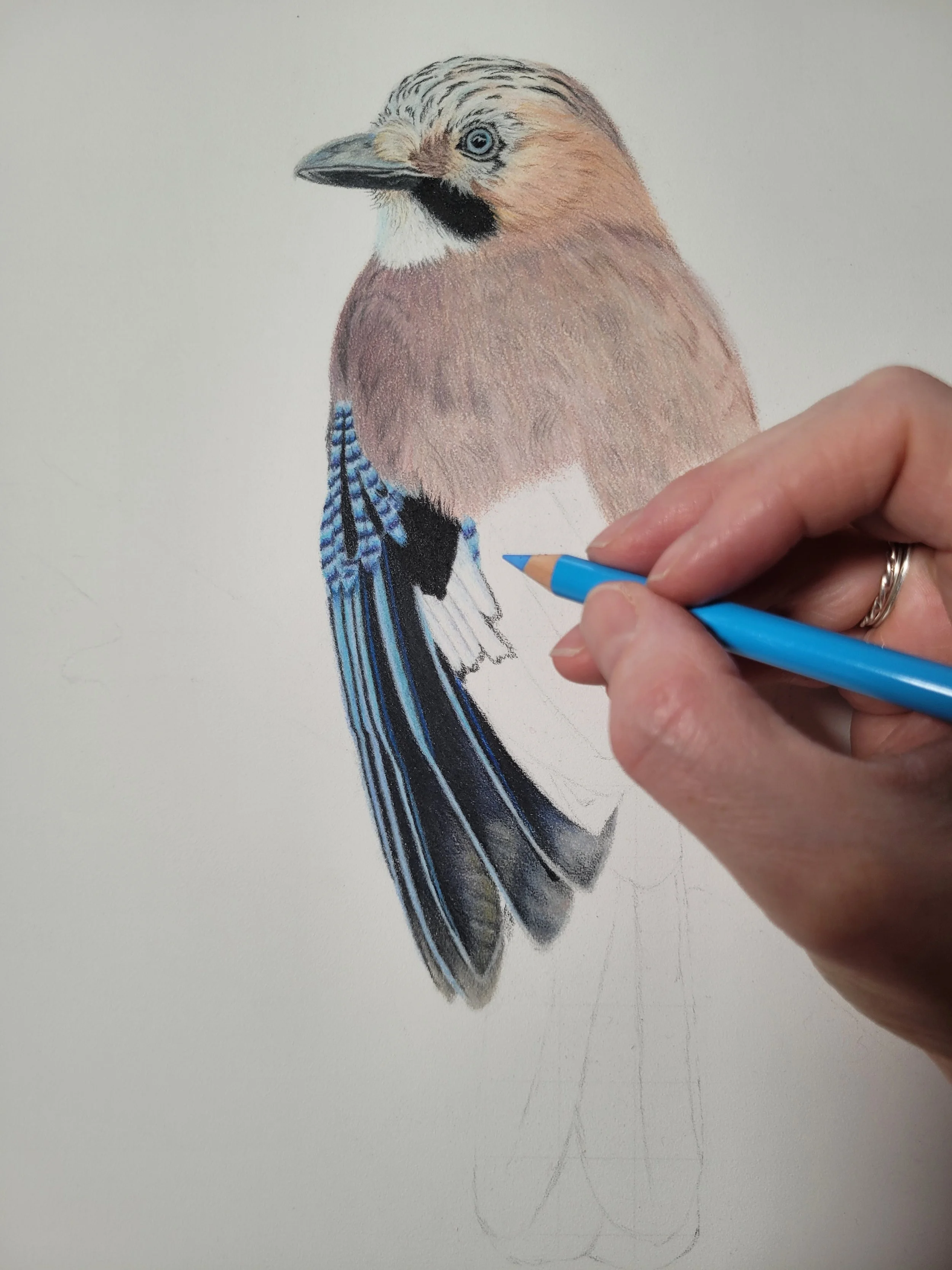 Work in progress picture of a jay drawing.