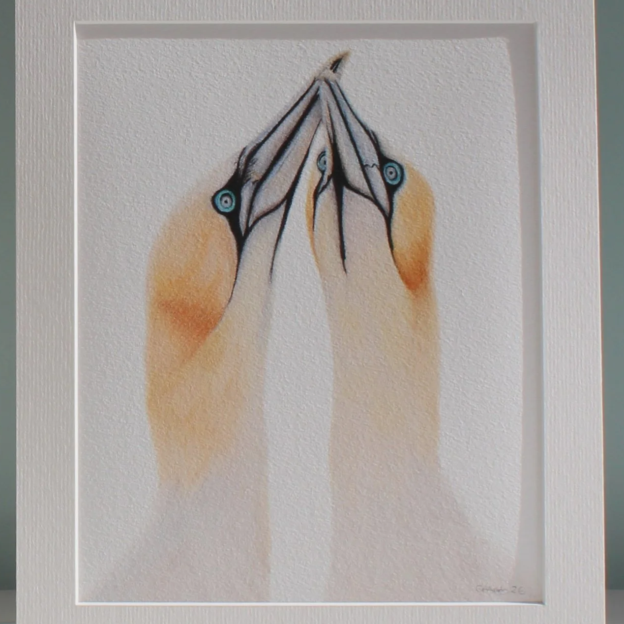 A close up photo of a pair of gannets mounted fine art print.