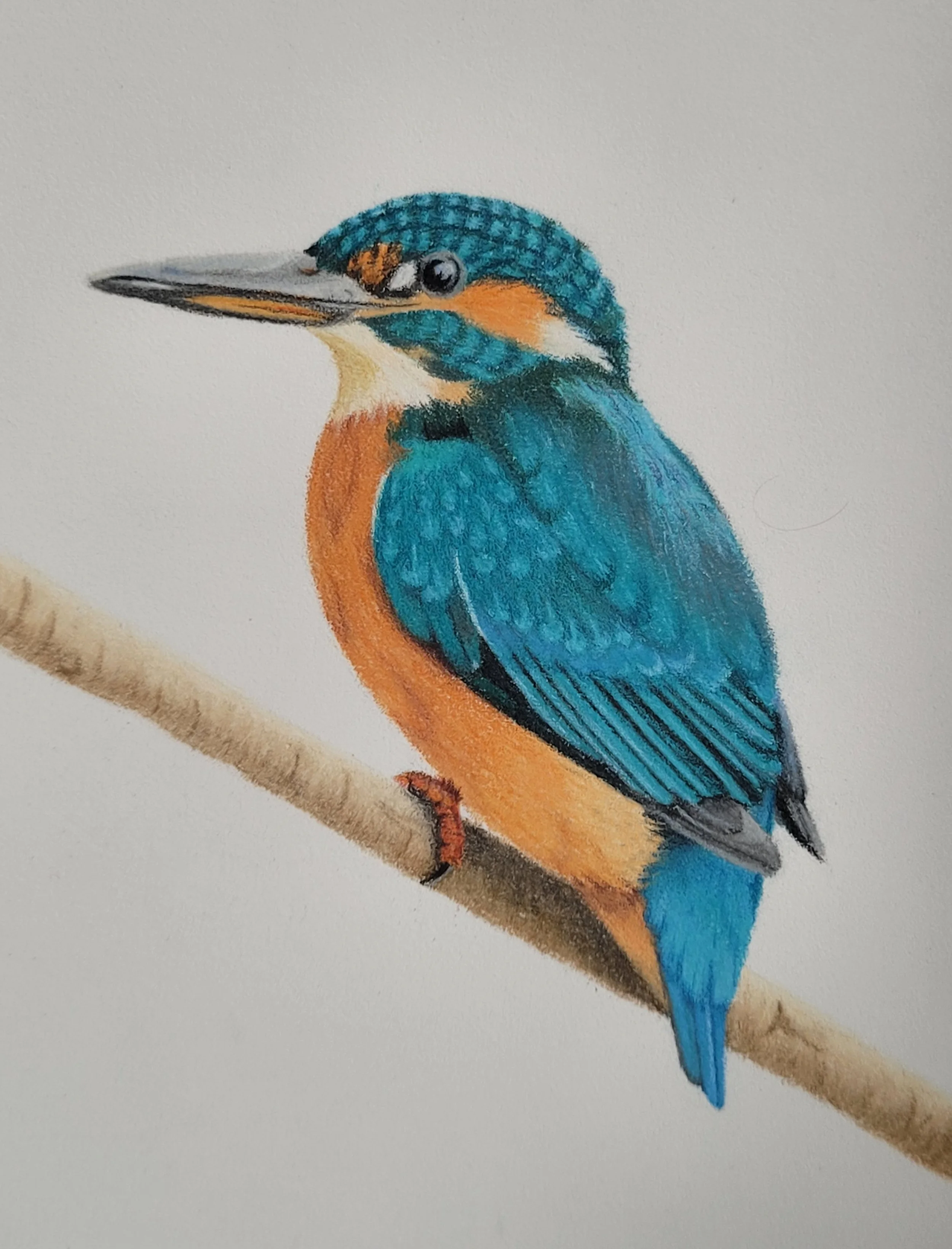 Coloured pencil drawing of a kingfisher.