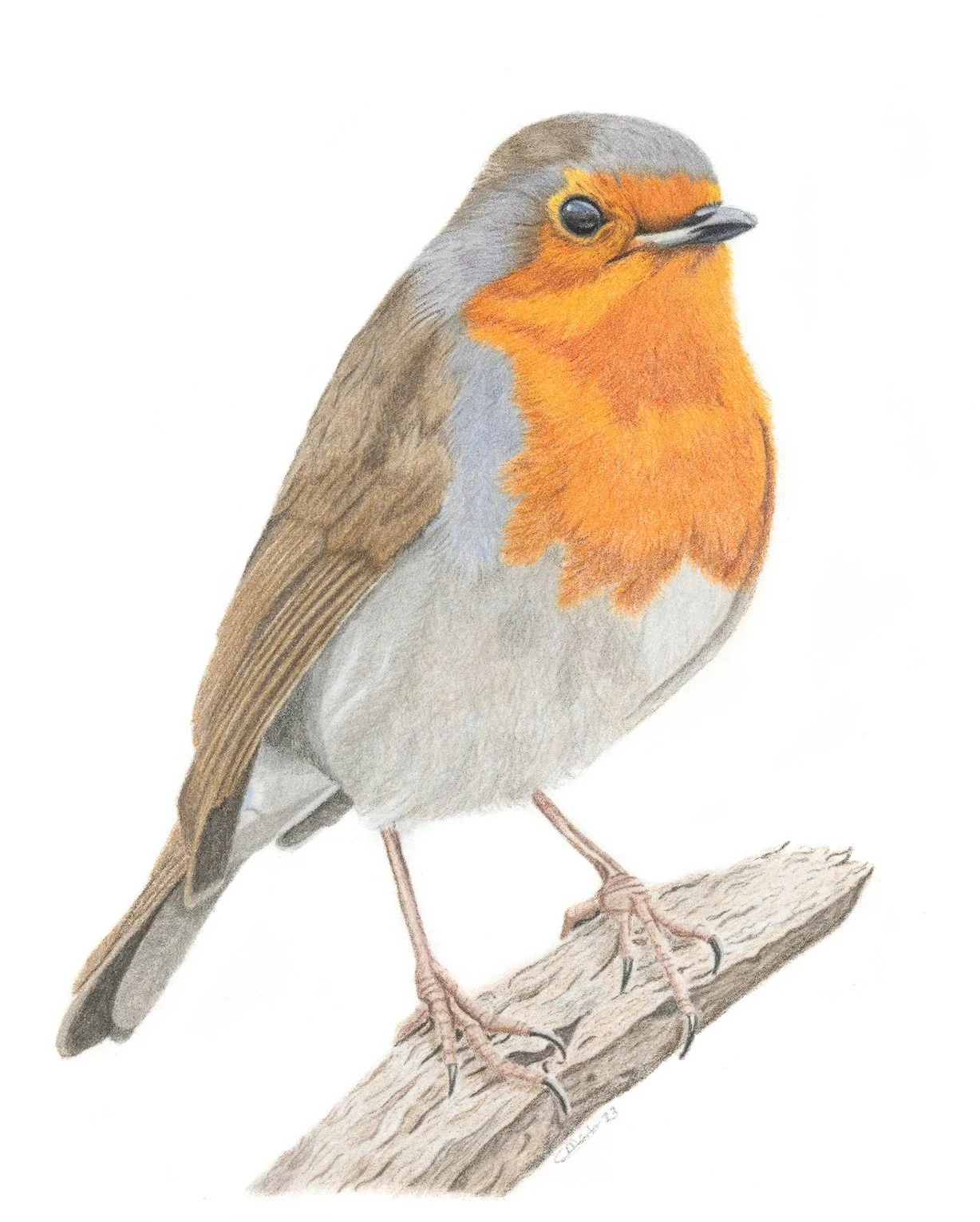 Robin drawing.