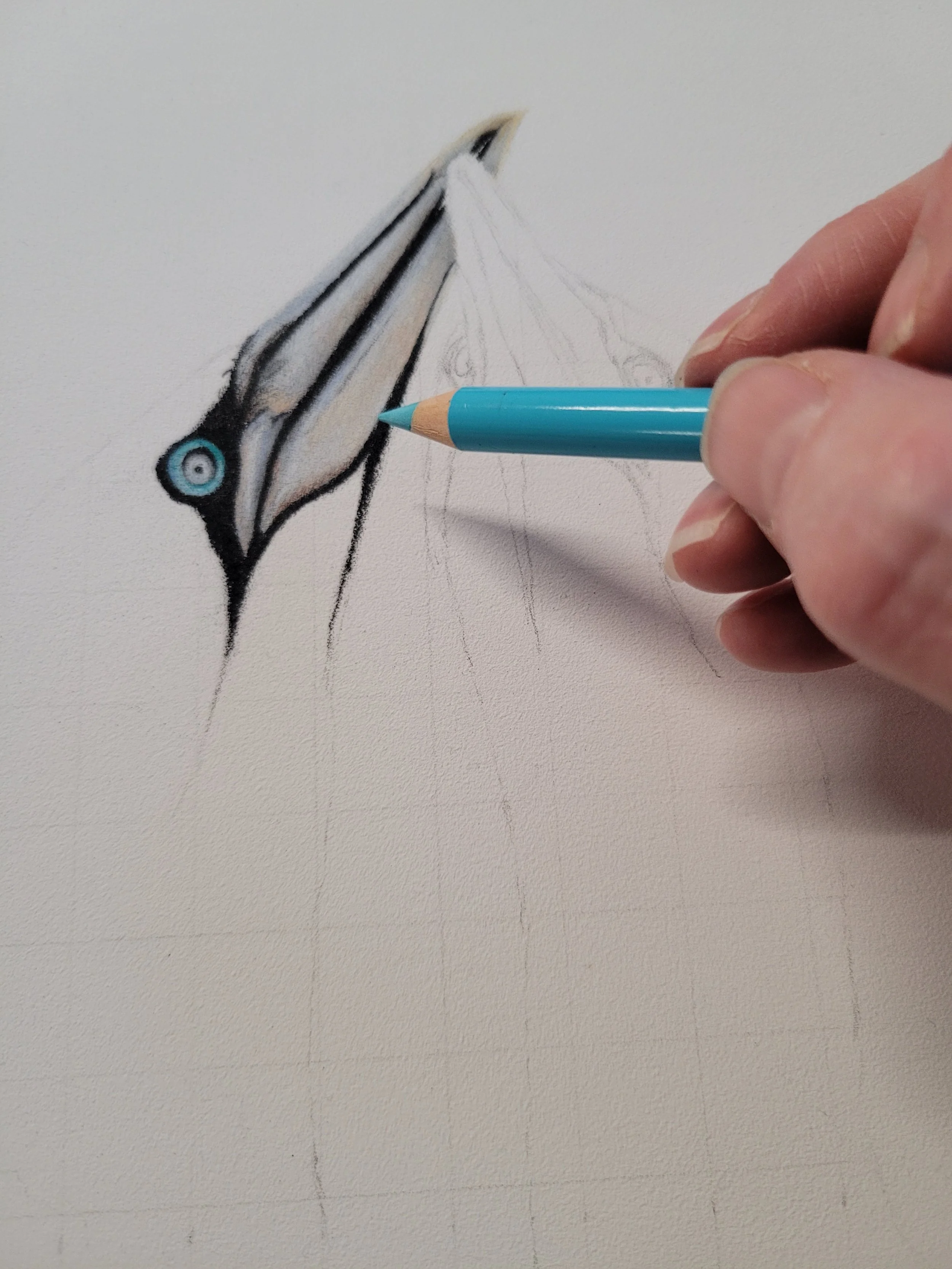 Gannets work in progress picture.