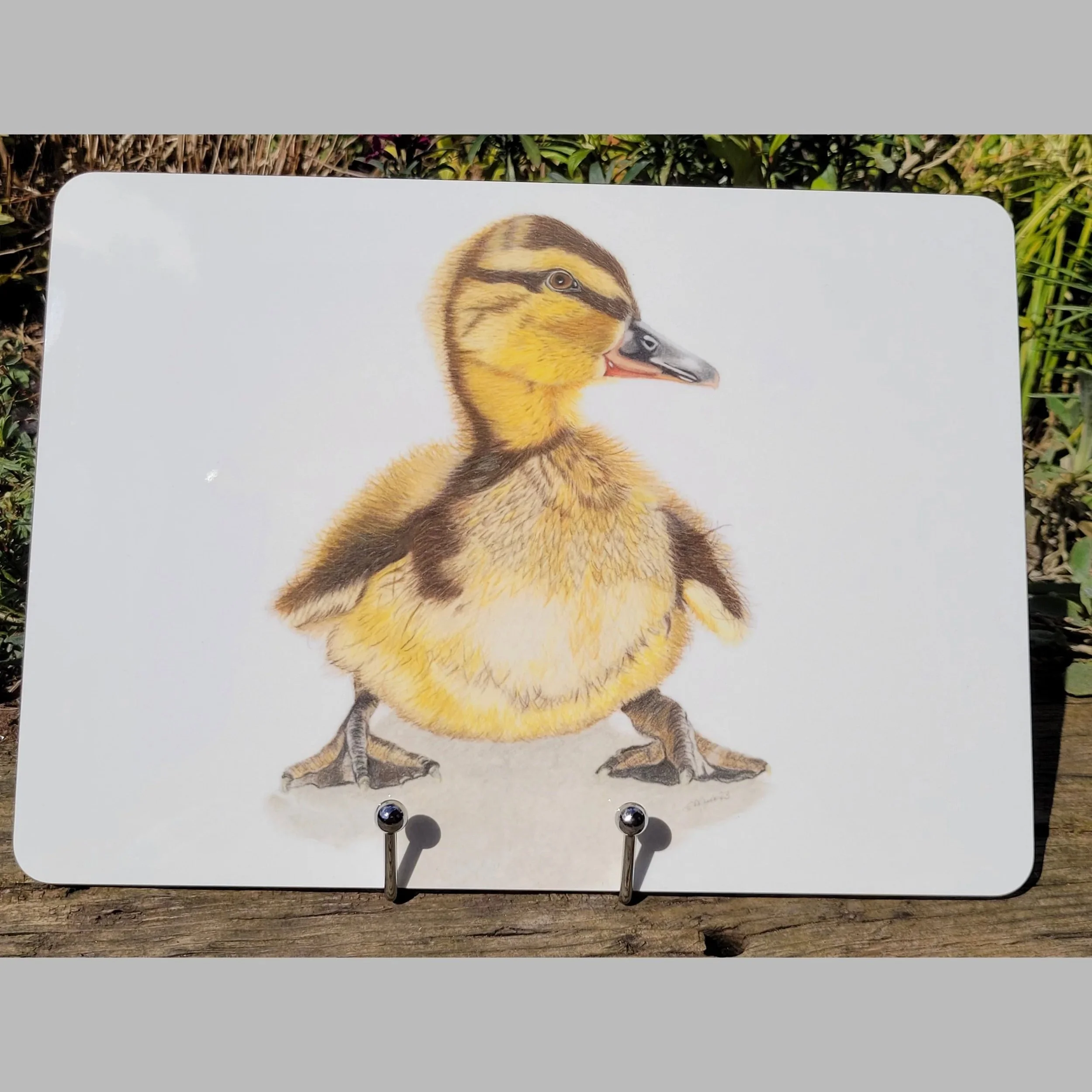 Duckling individual placements.