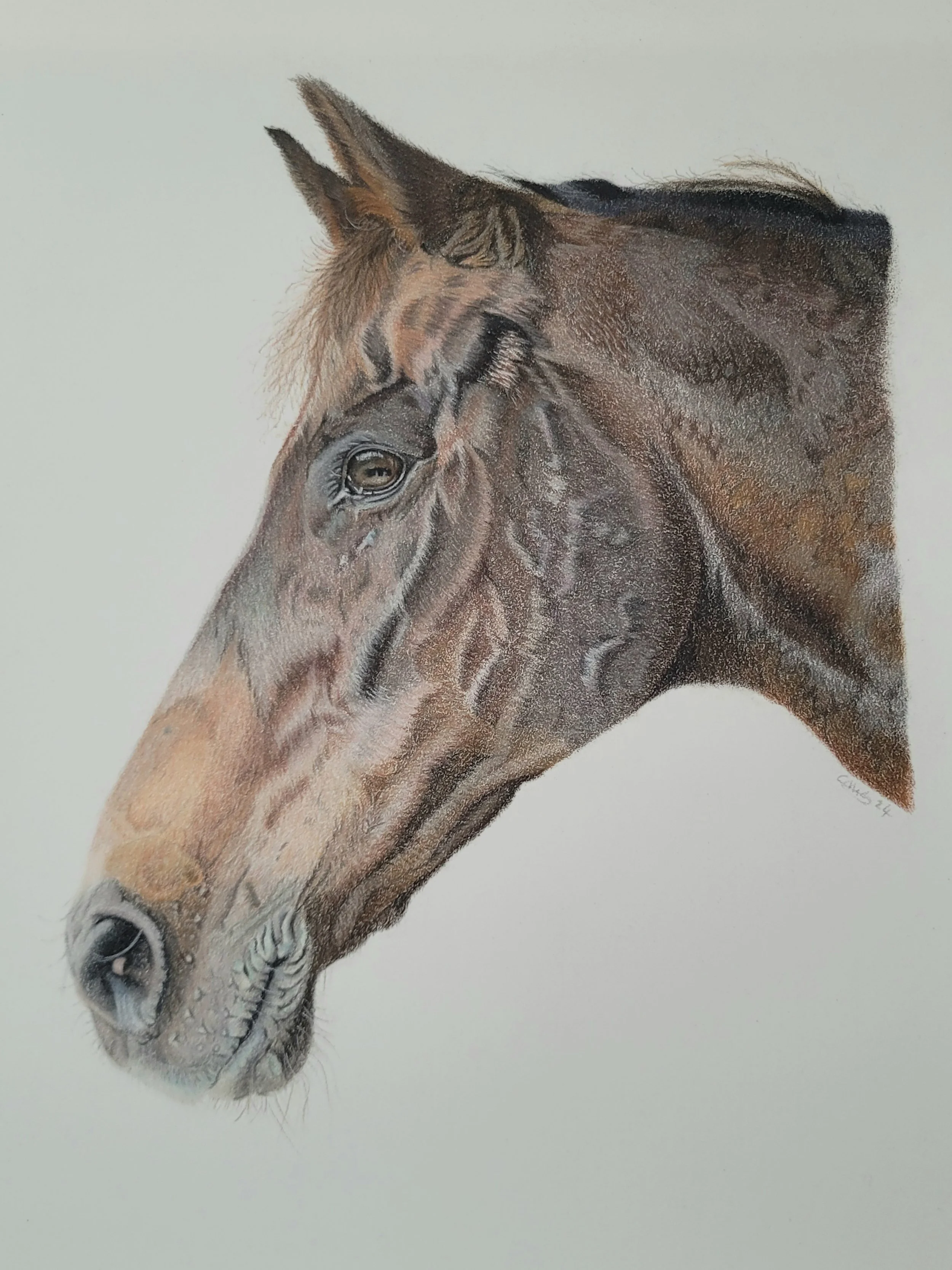 Equine portrait