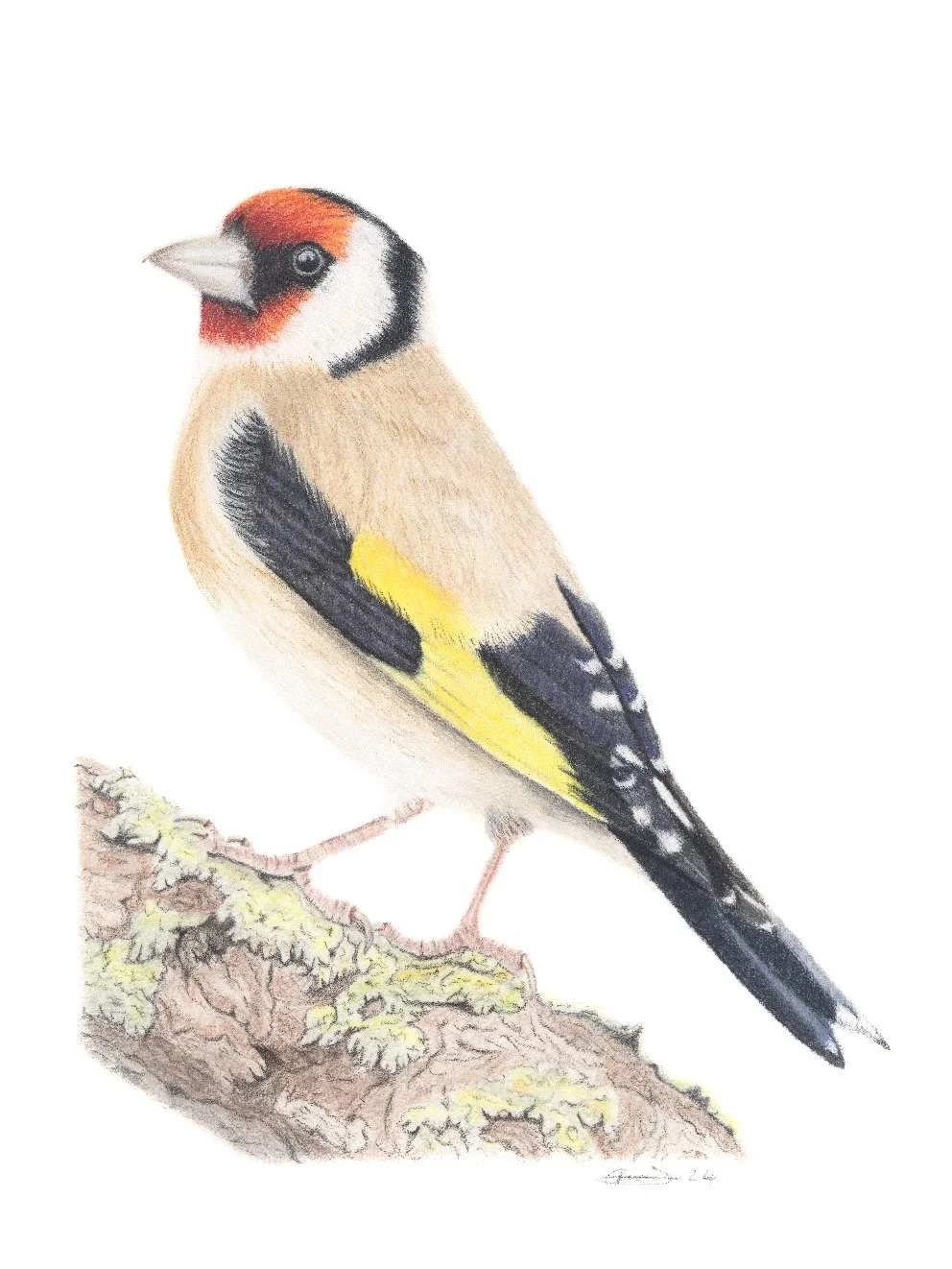 Goldfinch drawing.
