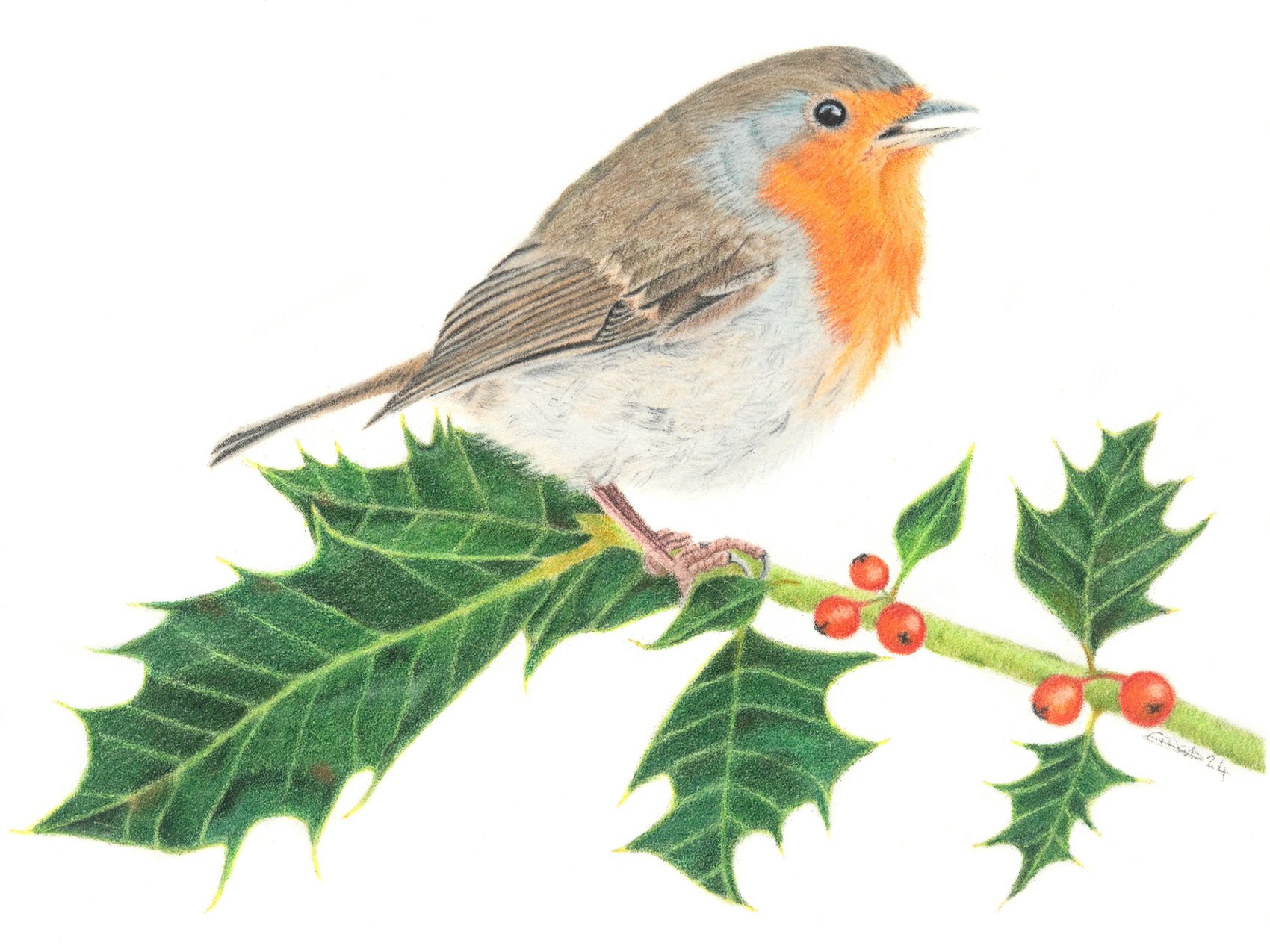 Robin on holly drawing.