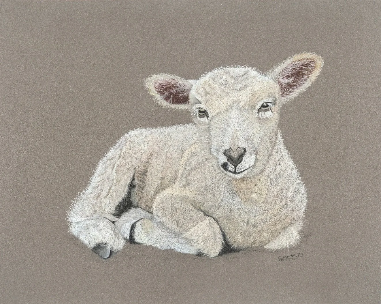 Merino lamb