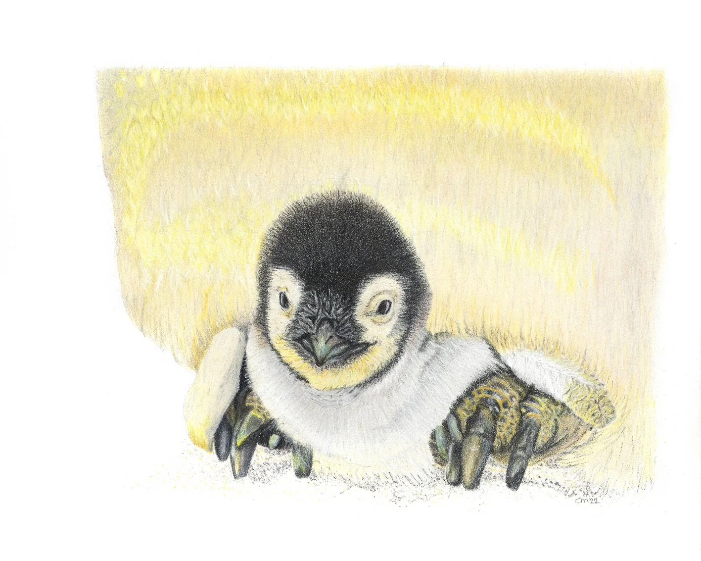 Penguin chick
