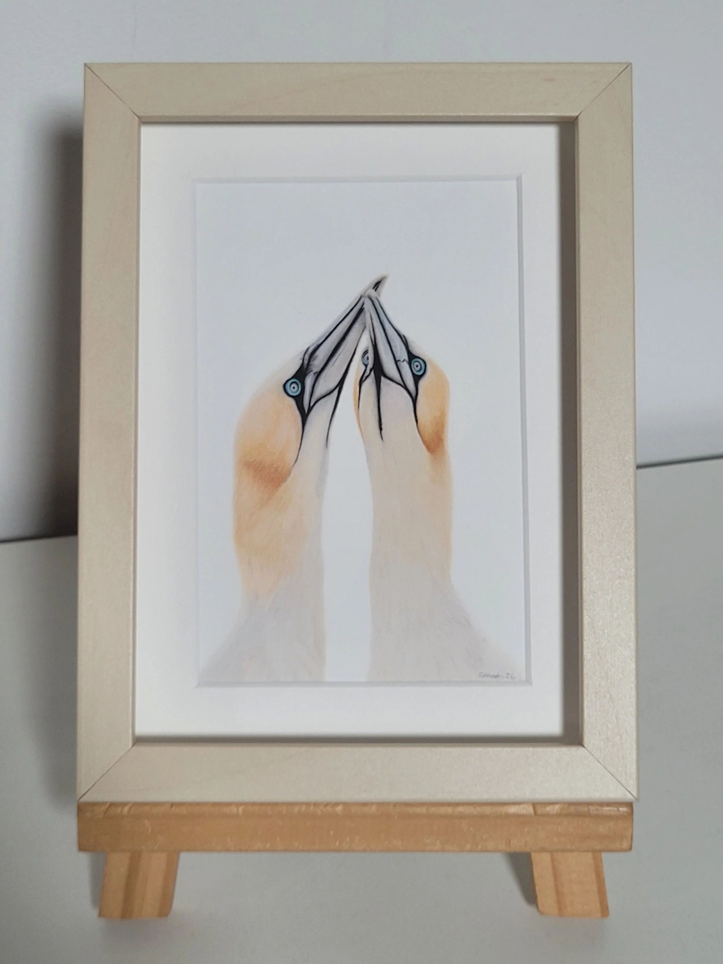 Small framed fine art wildlife prints featuring puffin, barn owl, highland cow, kingfisher and more.