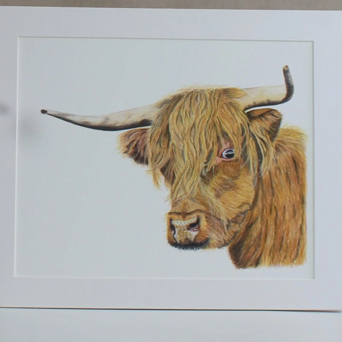 A close up of a mounted fine art print of a highland cow.