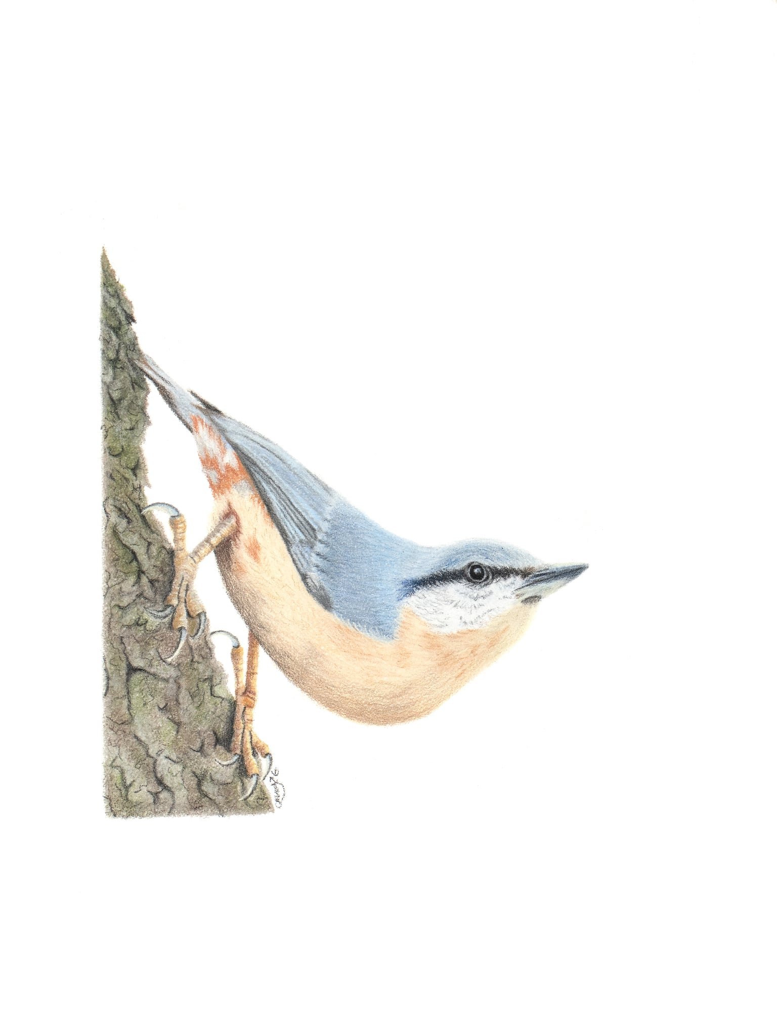 Nuthatch drawing
