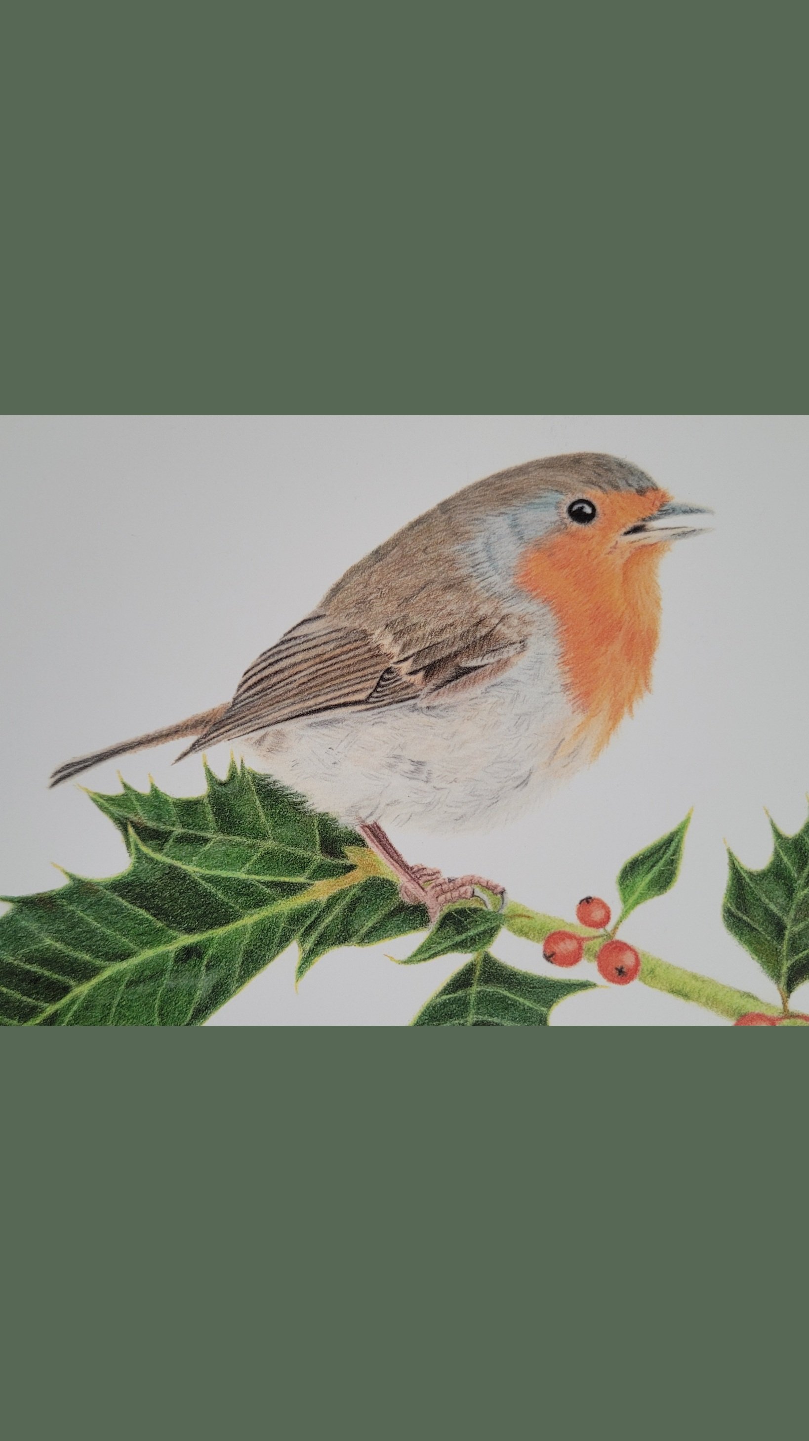 Robin on holly Christmas / greetings card