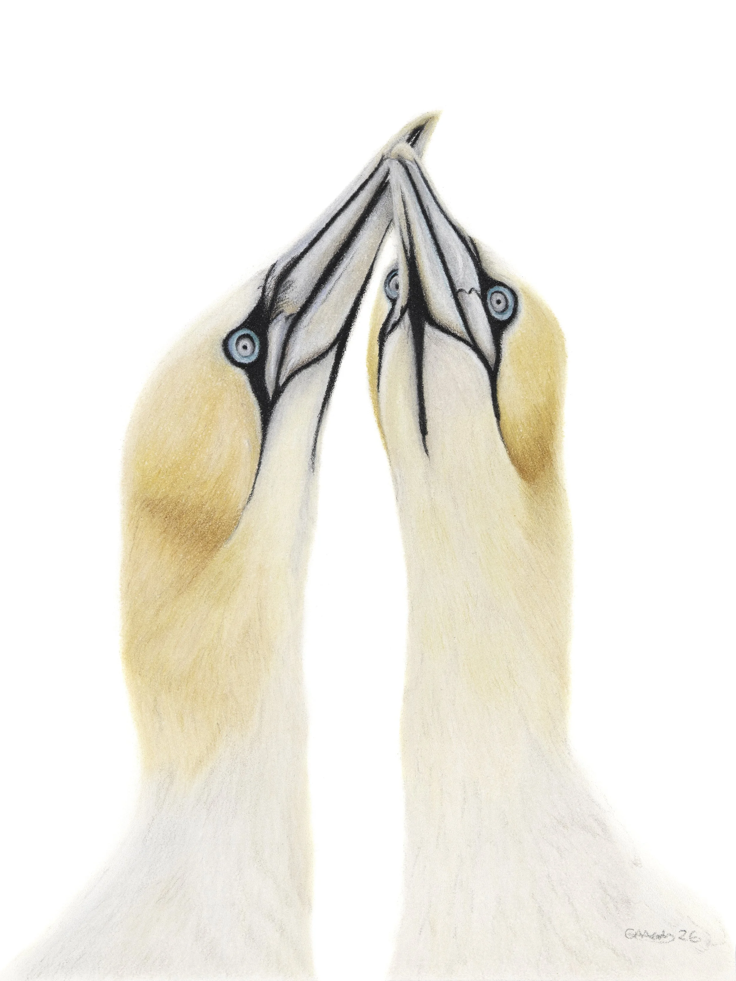 A pair of gannets drawing