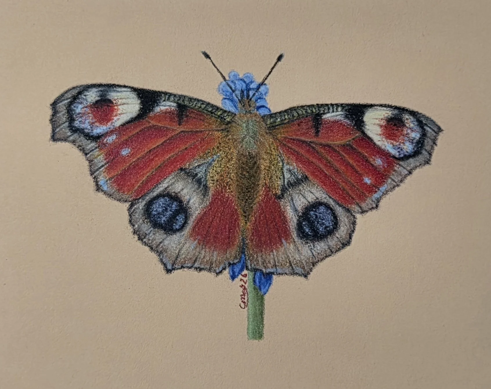 Peacock butterfly drawing.