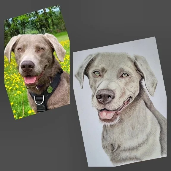Labrador pet portrait