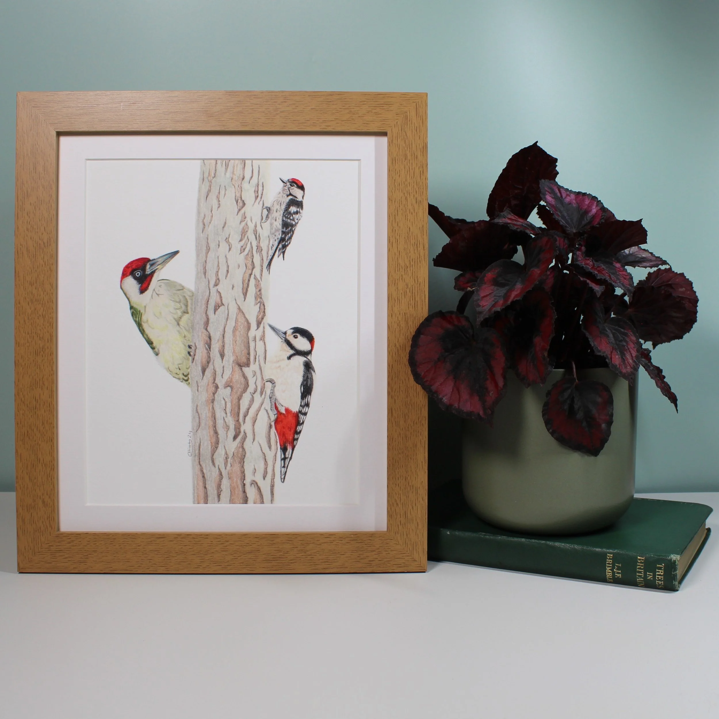 Trio of British woodpeckers (green, great spotted and lesser spotted) large frame fine art print.