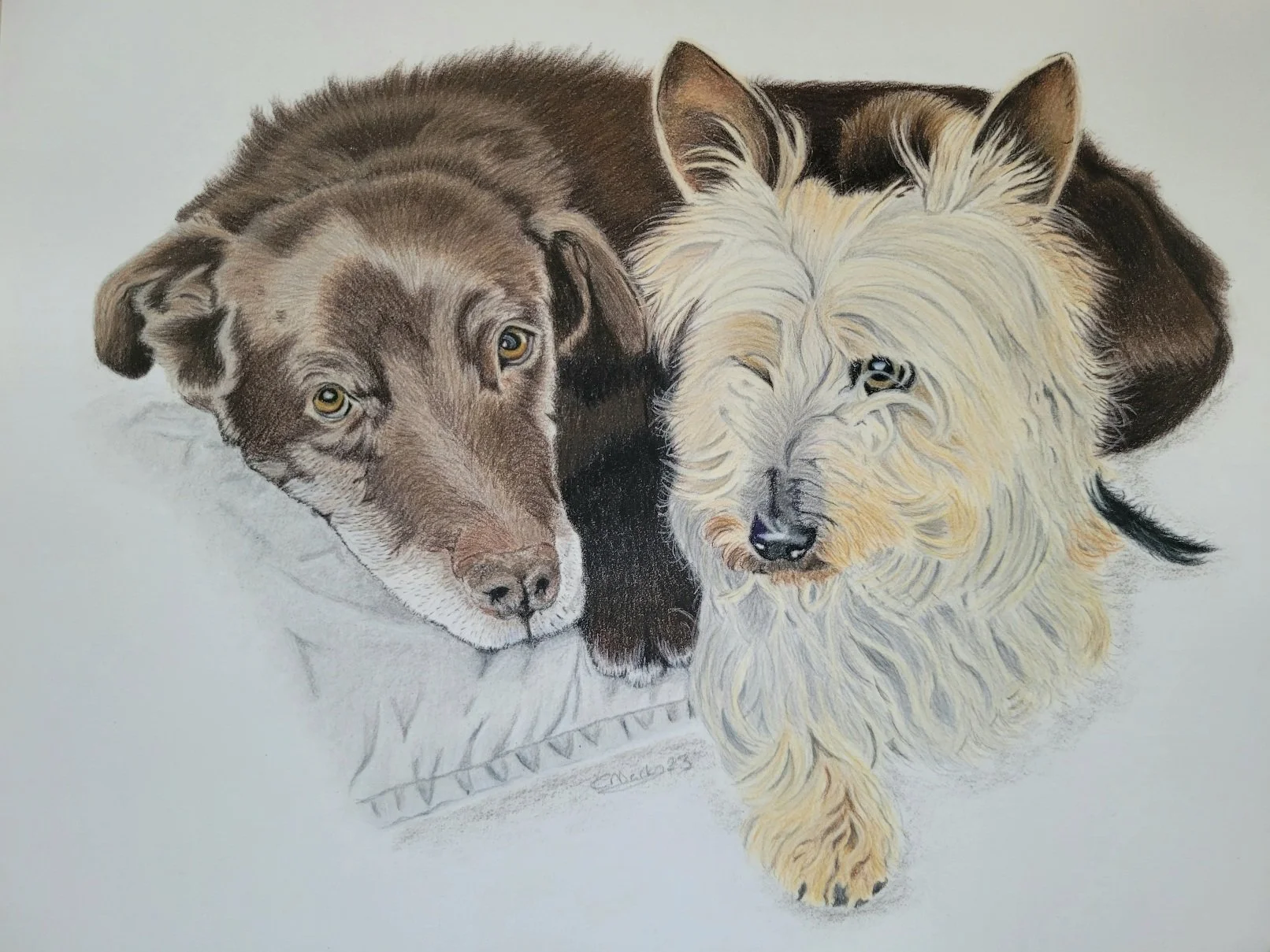 Labrador and Yorkshire terrier coloured pencil drawing