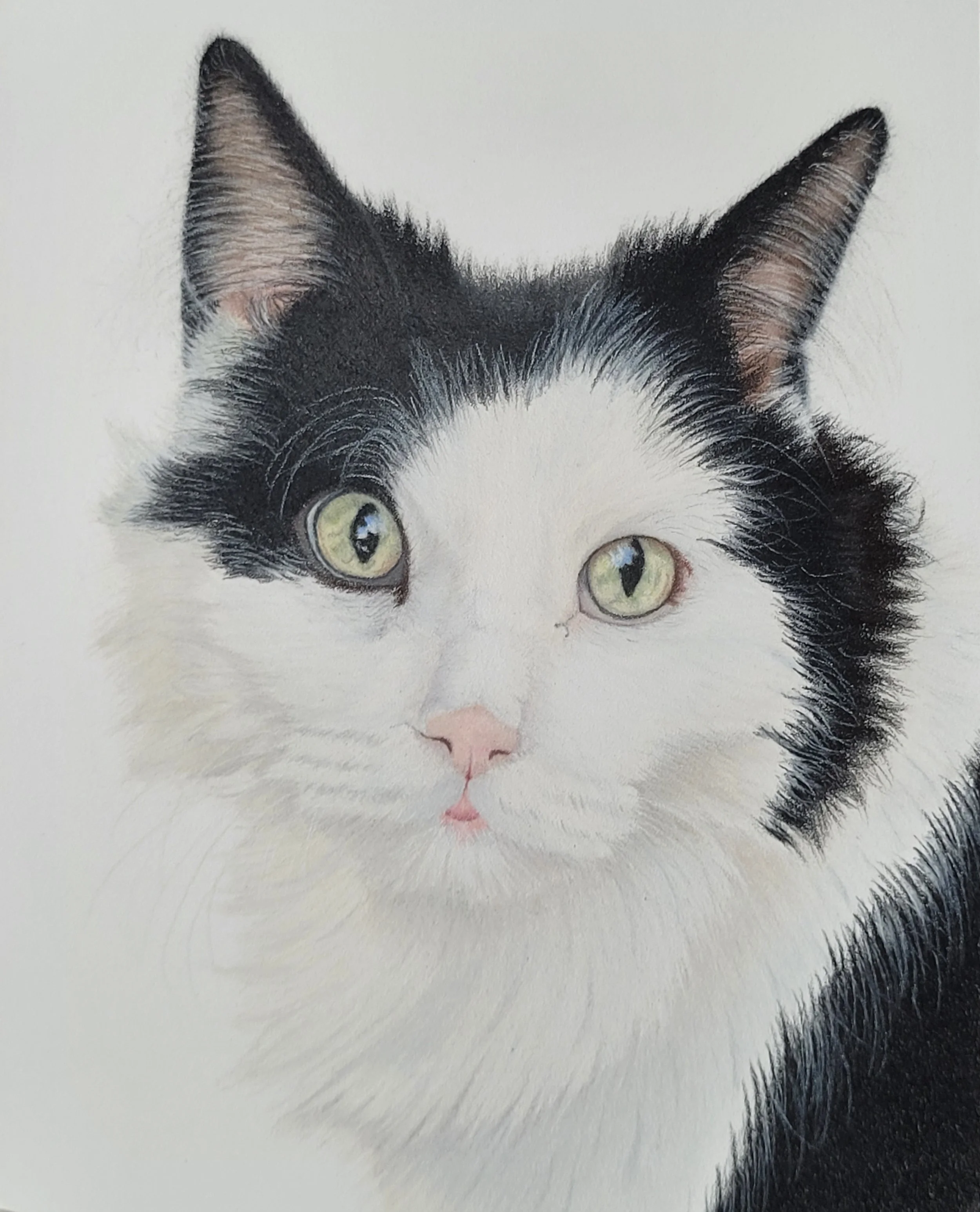 A realistic pet portrait of a black and white cat.