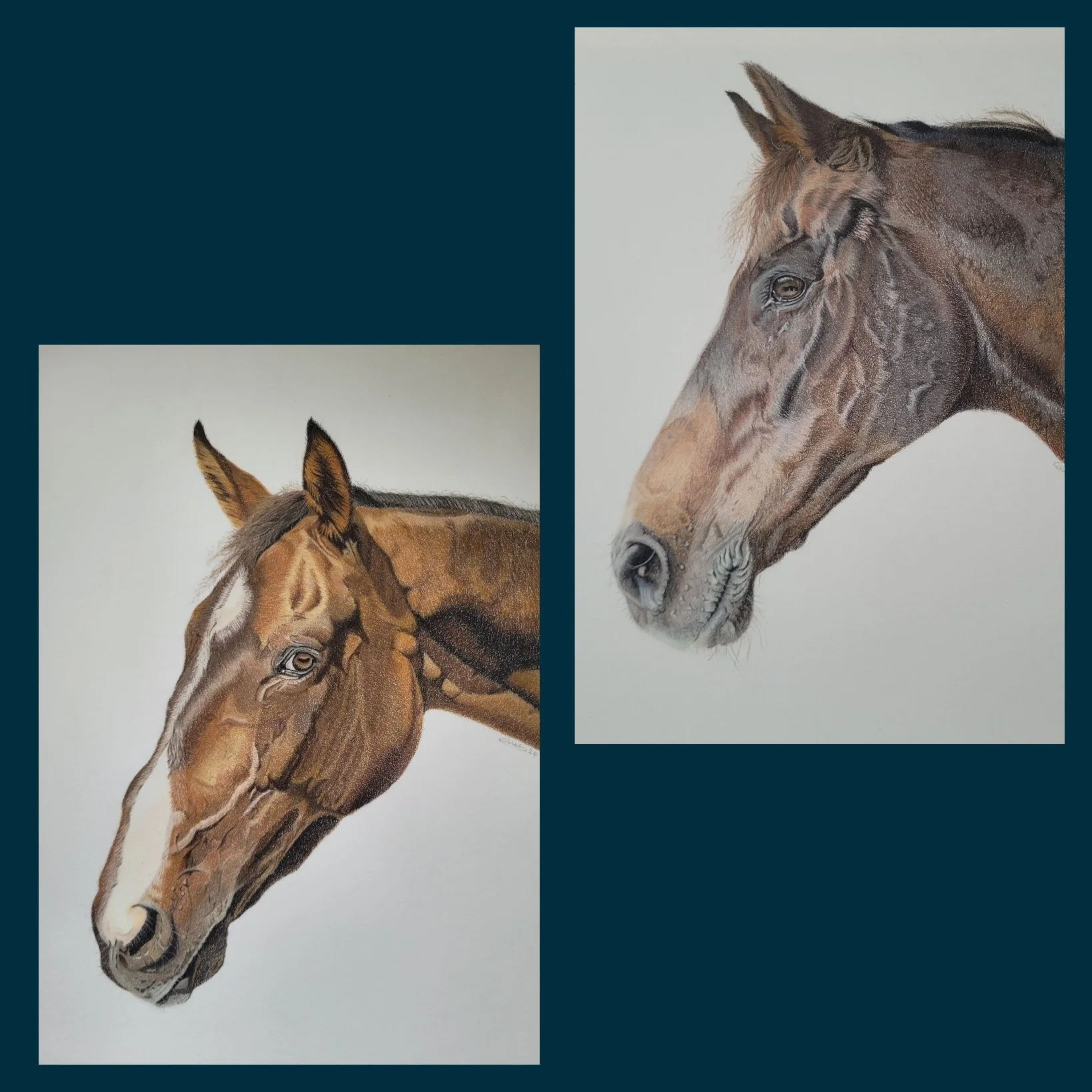Horse and equine portraits